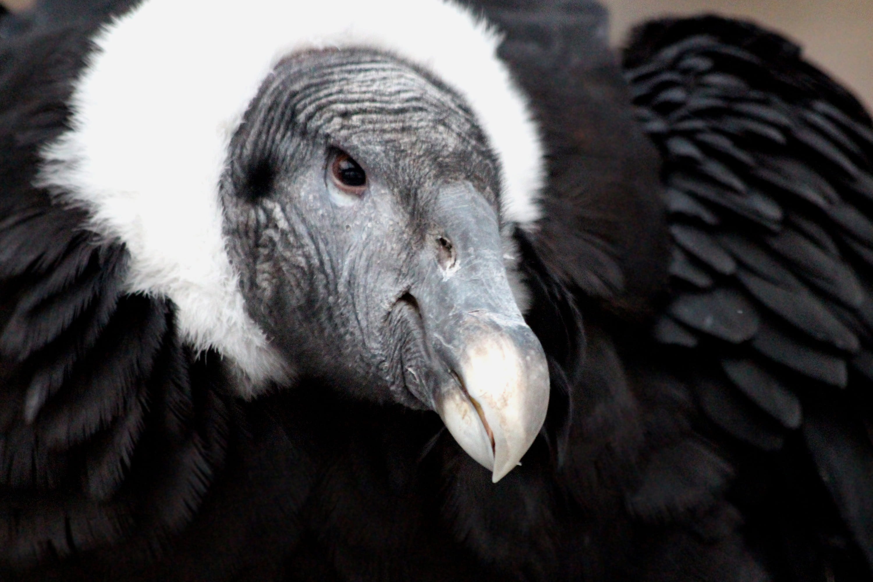 vulture, feathered race, not man, eating, wildlife, 2K, animal, portrait, animal wildlife, focus on foreground, mammal, vertebrate, orderly, view, black bird, HD Wallpaper