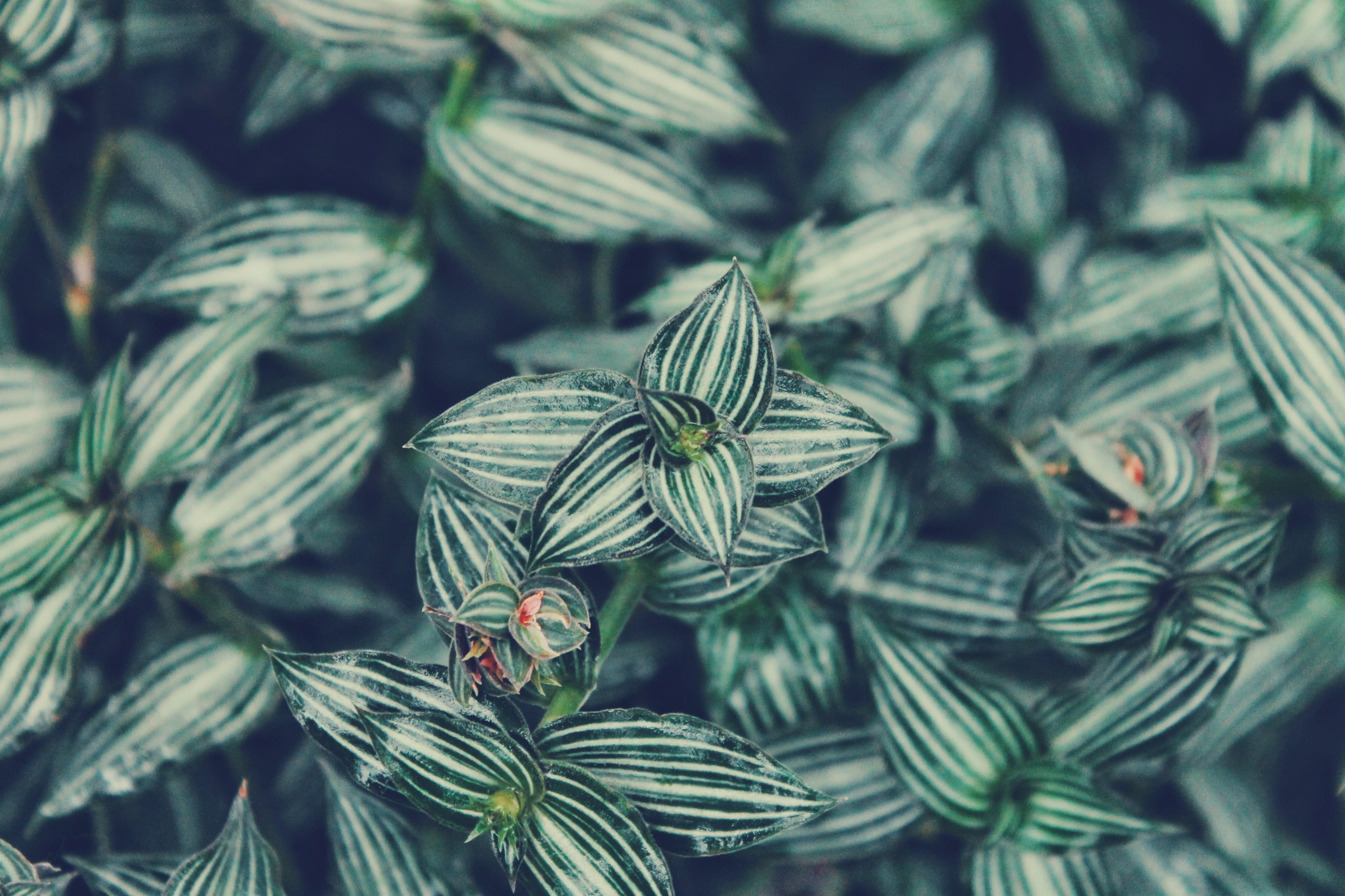 orderly, striped, freshness, symmetrical, decorative, grow, botanical, green, illinoi, leaves, day, no people, shot, flower, spring, depth, backgrounds, HD Wallpaper