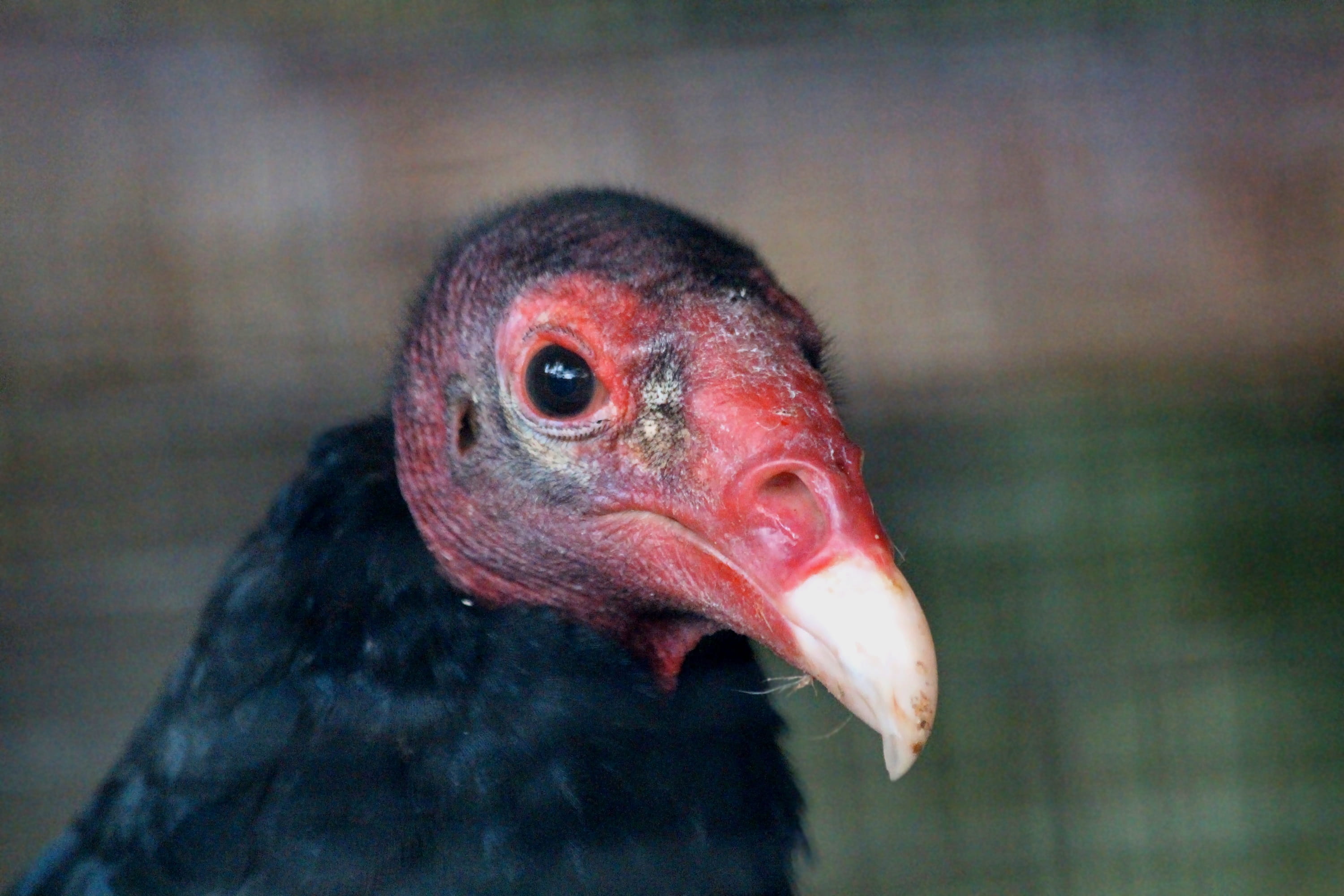vulture-turkey, cathartes aura, scavenger, eye, vertebrate, nature, animal wildlife, animal body part, animals, feathered race, outdoors, close-up, focus on foreground, HD Wallpaper