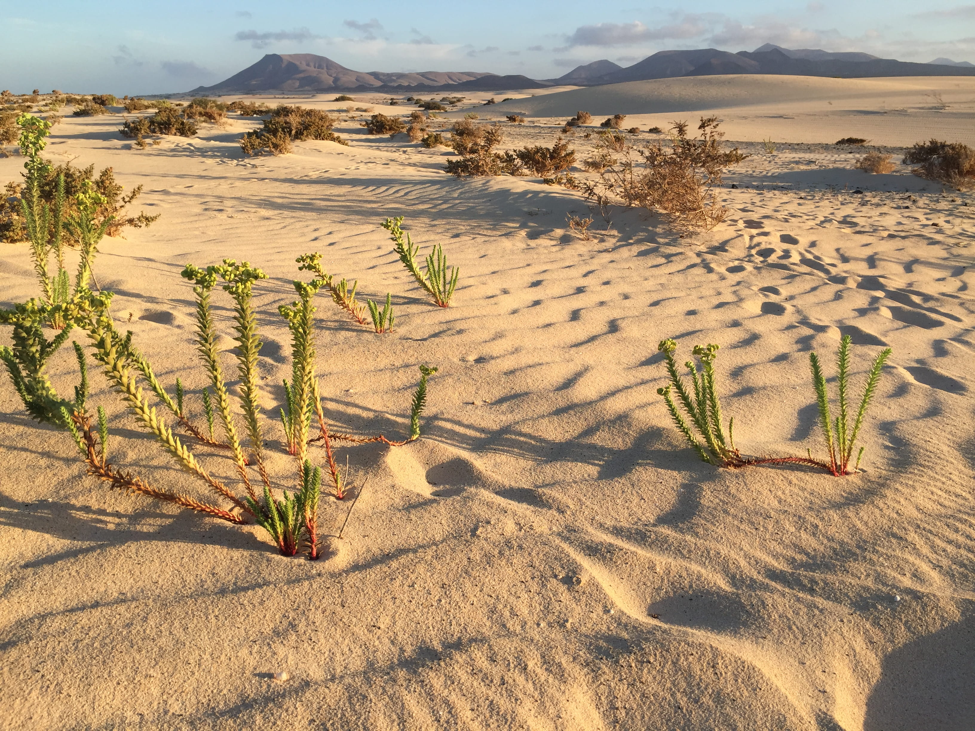 no people, la oliva, dry, suculent, volcanos, outdoors, shadow, spain, growth, plant, africa, desert, day, climate, nature, tranquility, 2K, arid climate, HD Wallpaper