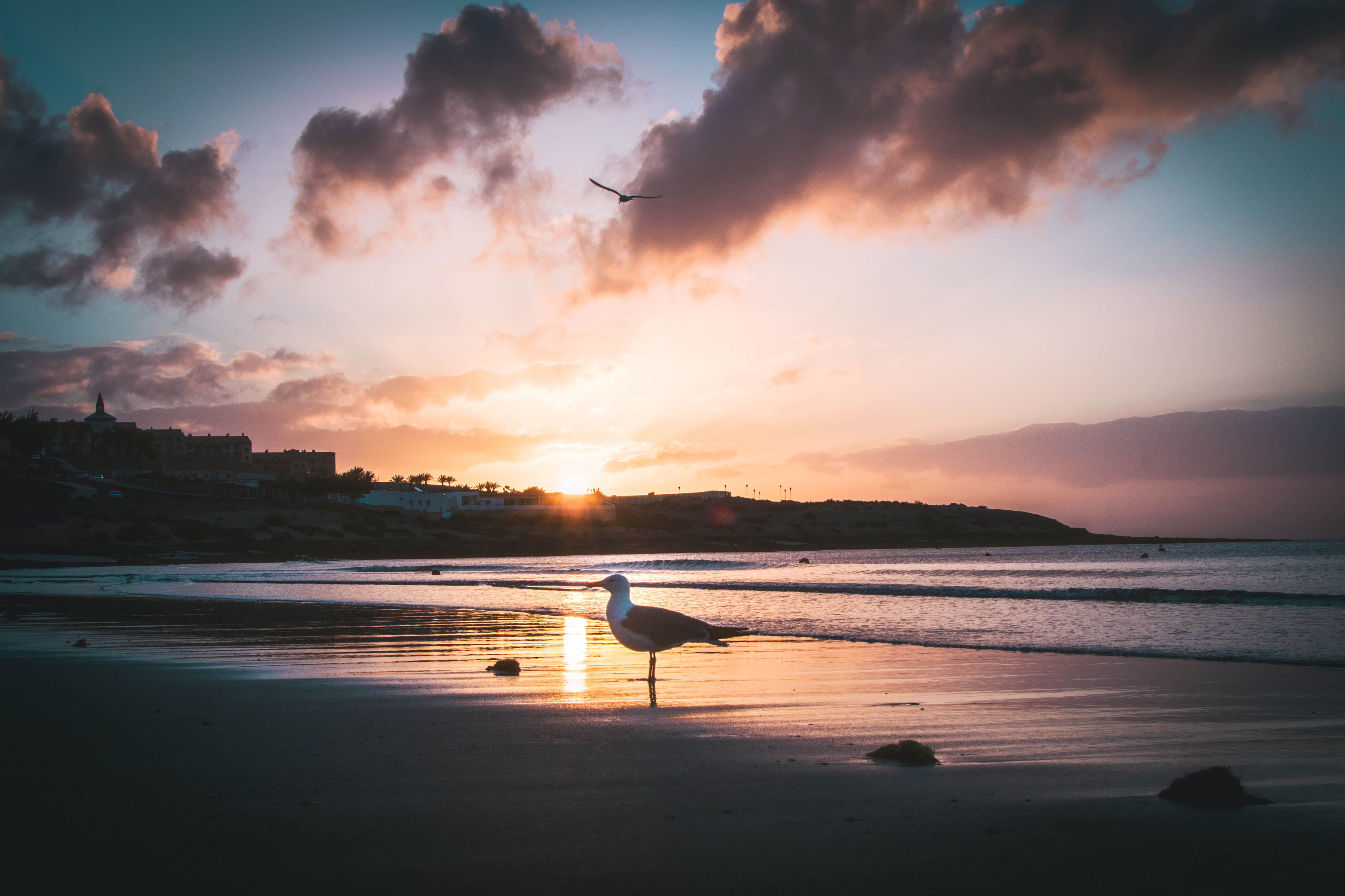 seashore, weather, sky, sunset, tranquility, seagull, silhouette, idyllic, smoke, cloud, orange color, beauty in nature, horizon over water, sea, black, HD Wallpaper