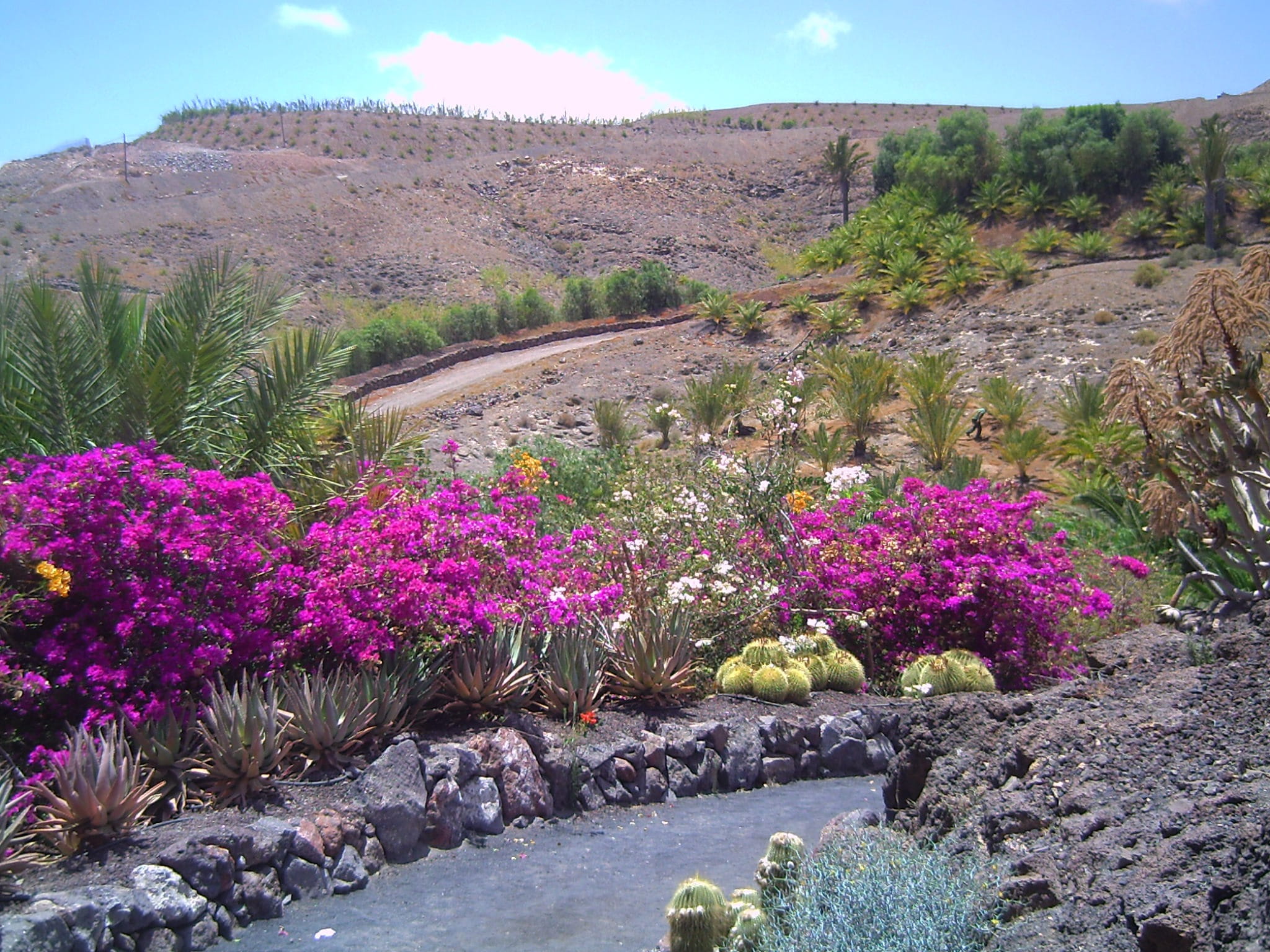 Summer, tree, Fuerteventura, spring flowers, 1080P, sky, nature, seasons, flowers, beauty In Nature, solid, purple, outdoors, environment, landscape, day, HD Wallpaper