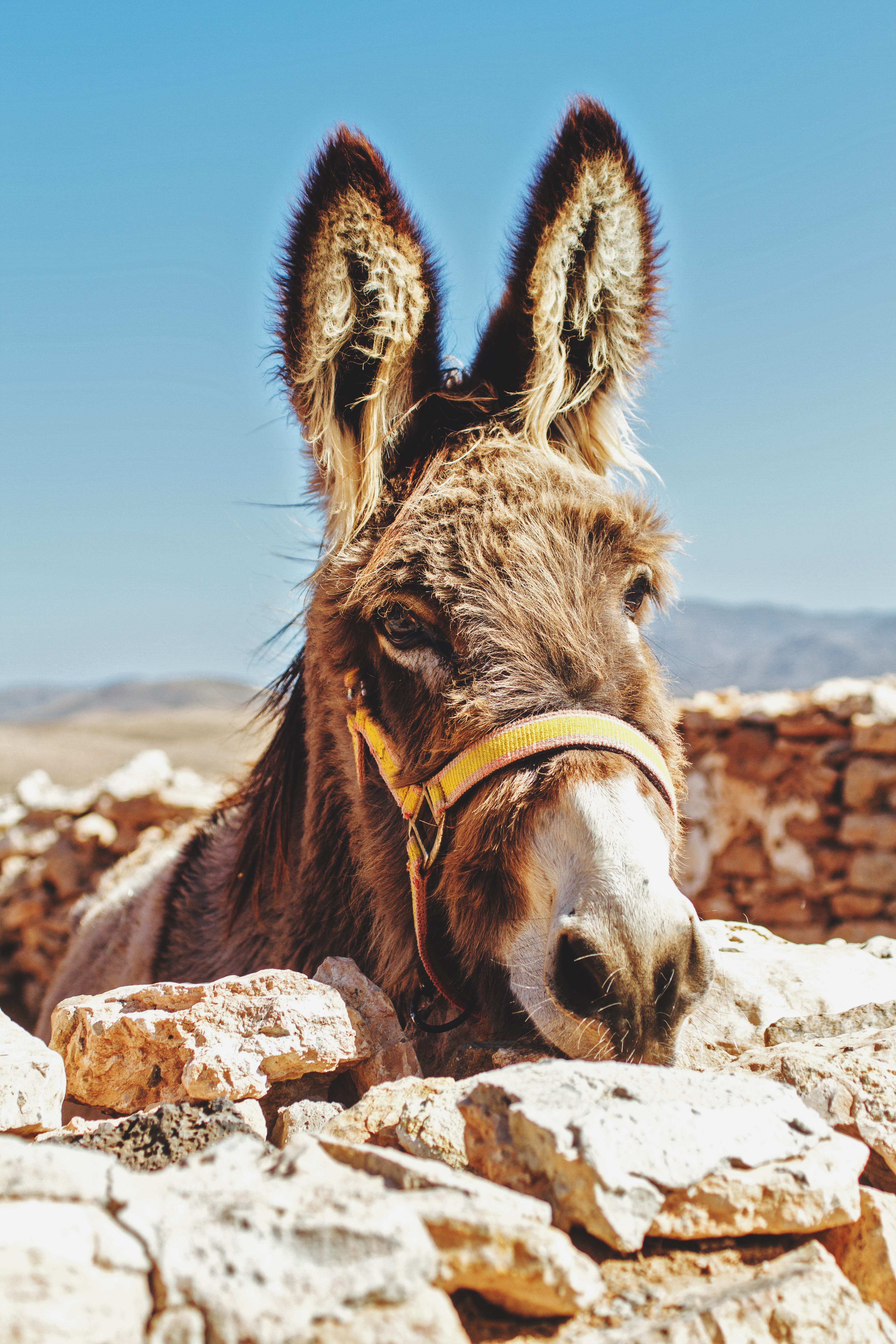 brown, close-up, fur, look, sky, burro, land, stone, photography, domestic, pets, working animal, focus, shallow, outdoors, rock, beside, islas canaria, Phone HD Wallpaper