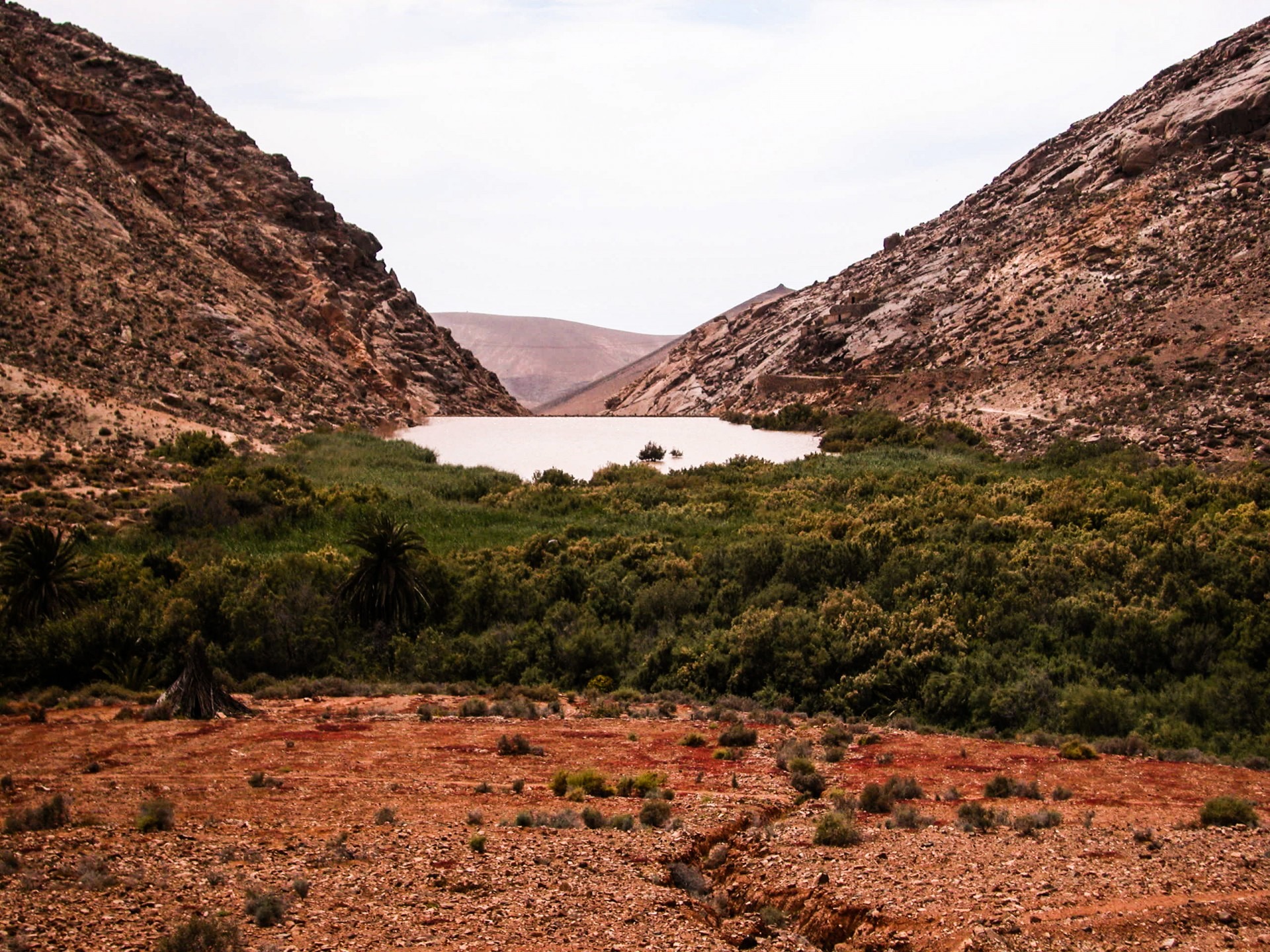 environment, non-urban scene, nature, tranquil scene, solid, rock, rock - object, tree, plant, mountain range, beauty in nature, green, fuerteventura, landscape, HD Wallpaper