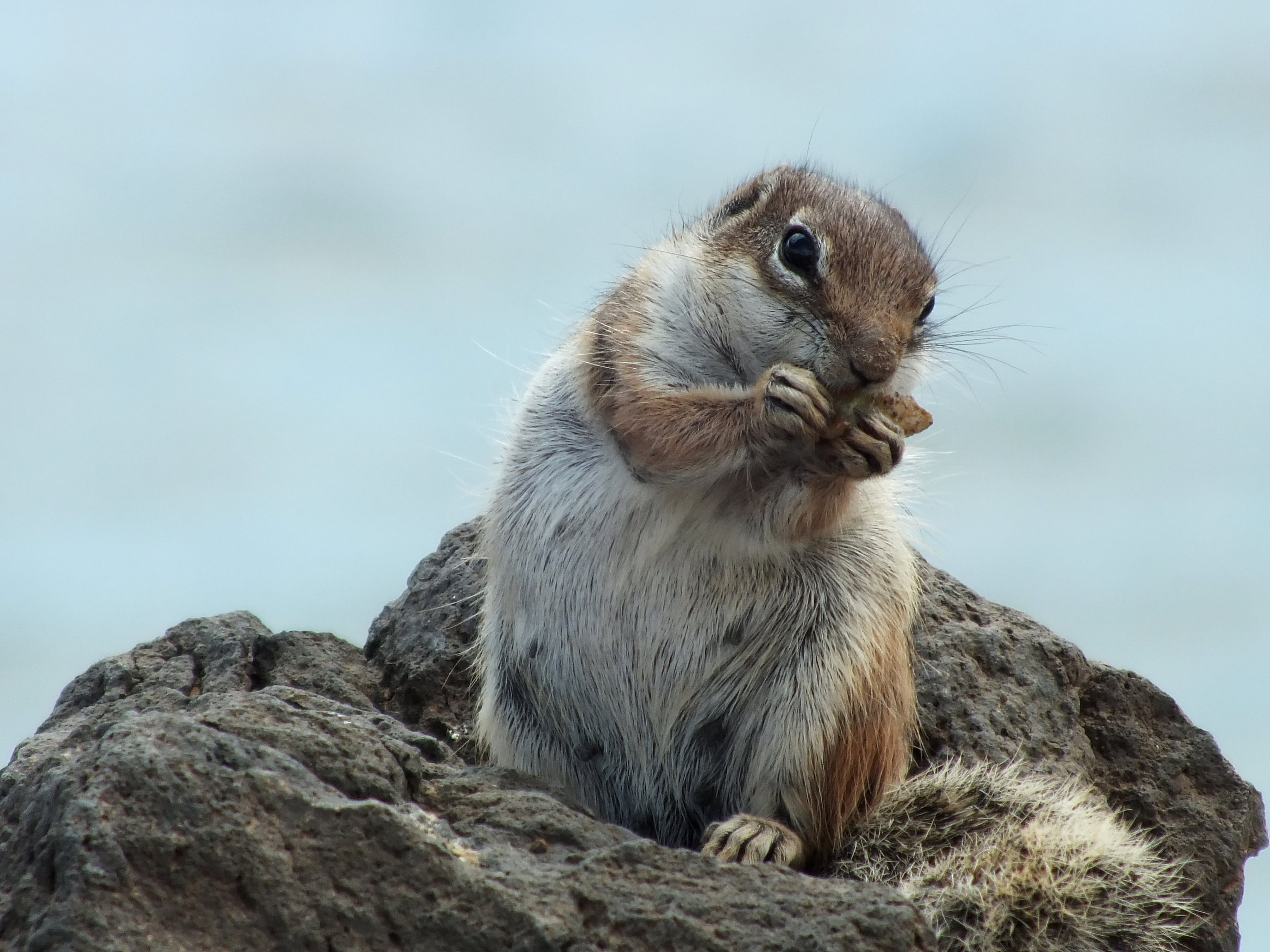 2K, spain, archipelago, gray, atlantic, coastal, blur, wildlife, espana, depthoffield, brown, beach, eye, cute, Eating, whiskers, focus, animals In The Wild, HD Wallpaper