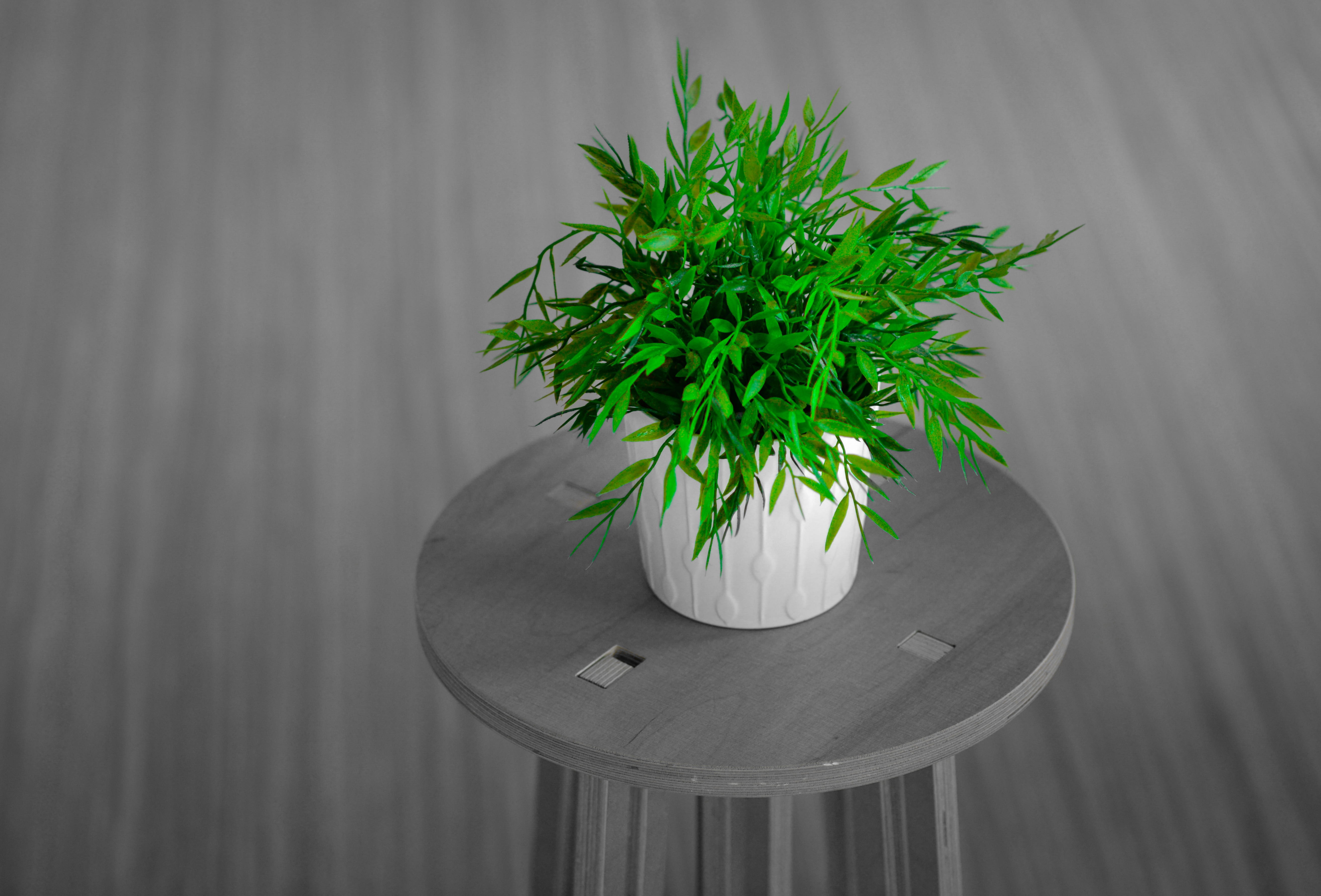 environment, decor, indoors, plant part, potted, green, home, focus on foreground, ecology, table, growth, day, potted plant, design, oxygen, organic, leafs, HD Wallpaper