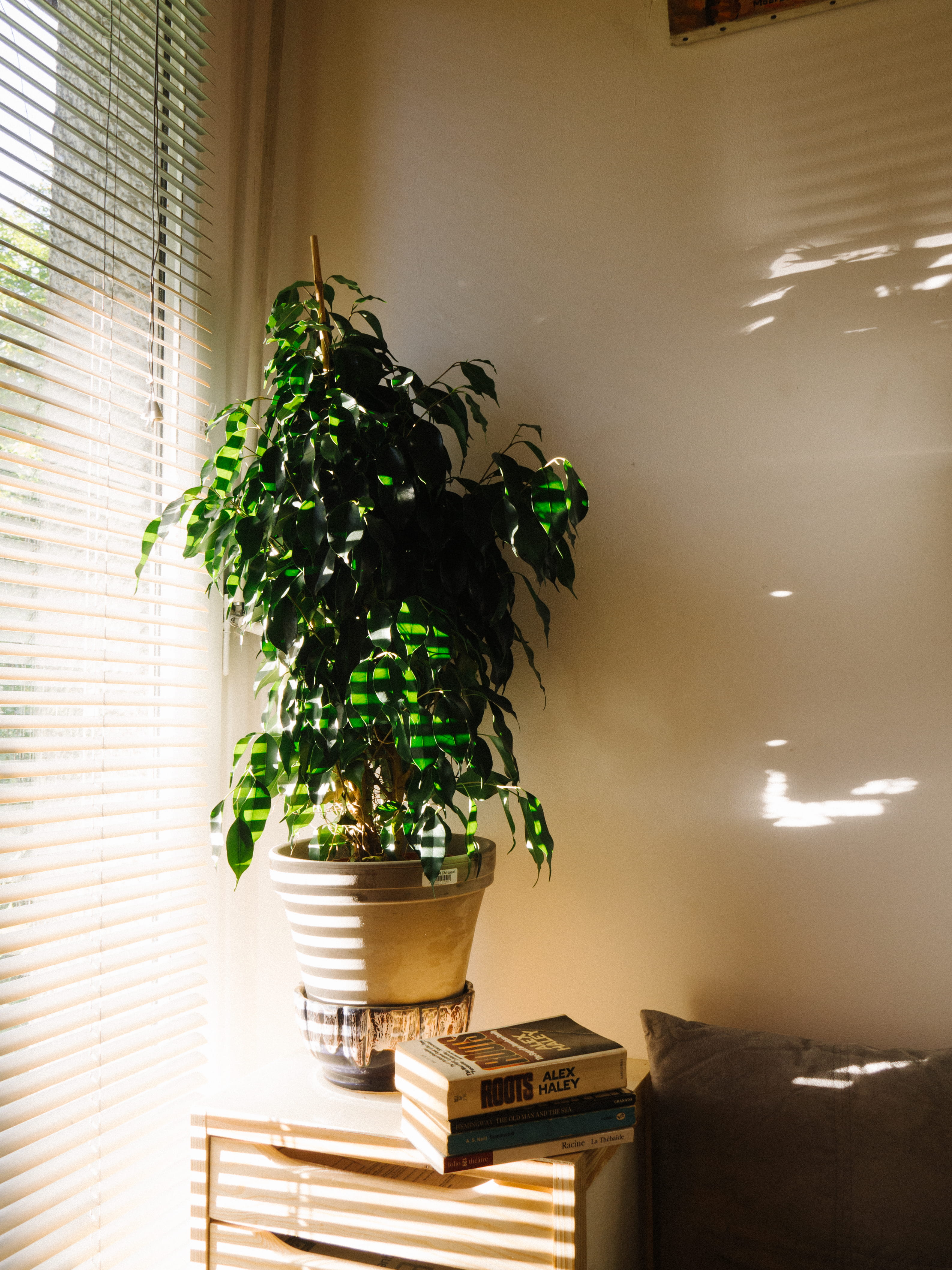 illuminated, light, no people, house plant, near, potted plant, books, cushion, day, plant, 4K, indoors, green color, decoration, window, bonsai tree, Phone HD Wallpaper