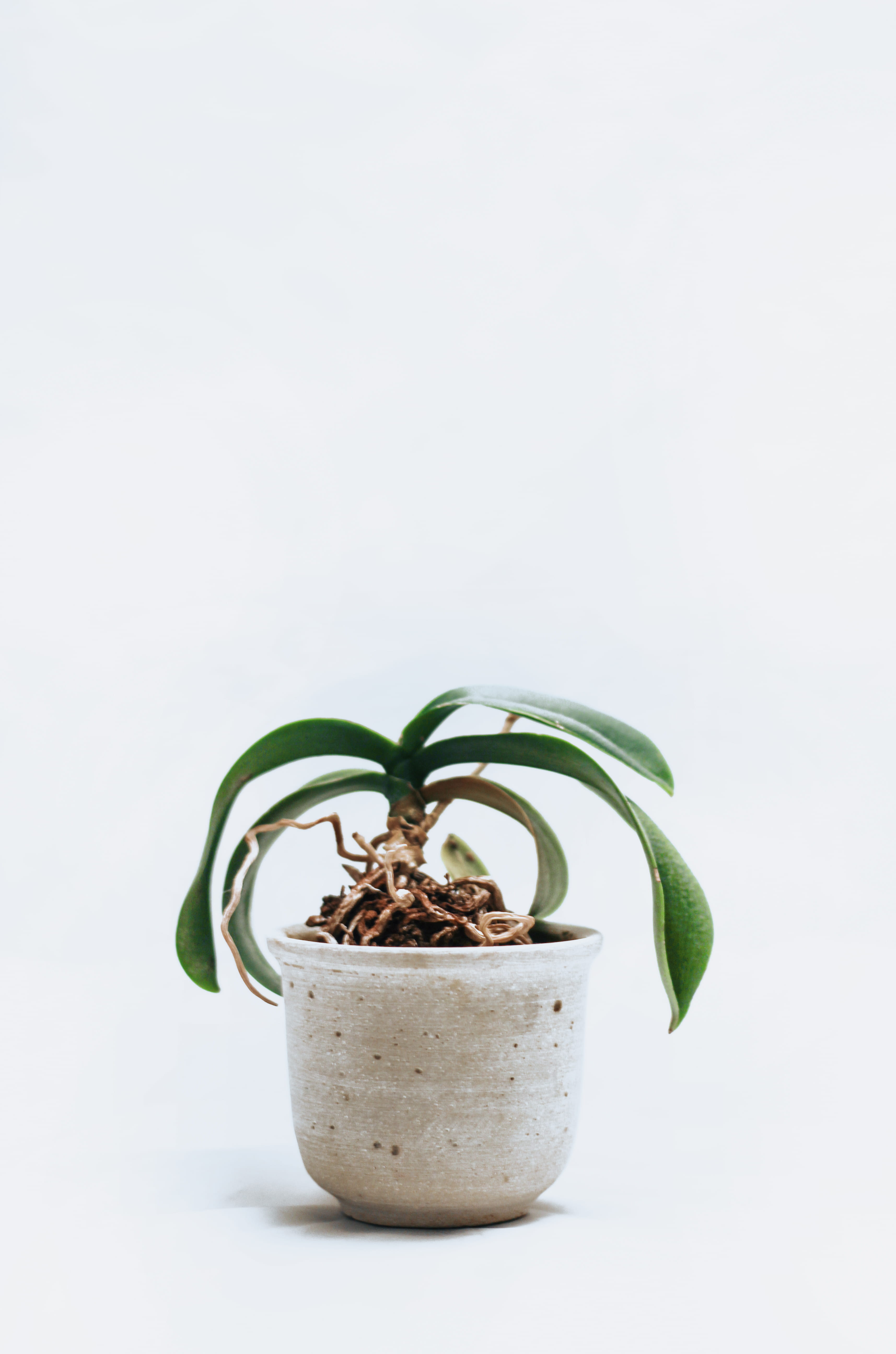 interior, orchid, 5K, color, houseplant, freshness, healthy eating, no people, still life, minimalist, growth, root, green, beige, green color, white background, Phone HD Wallpaper