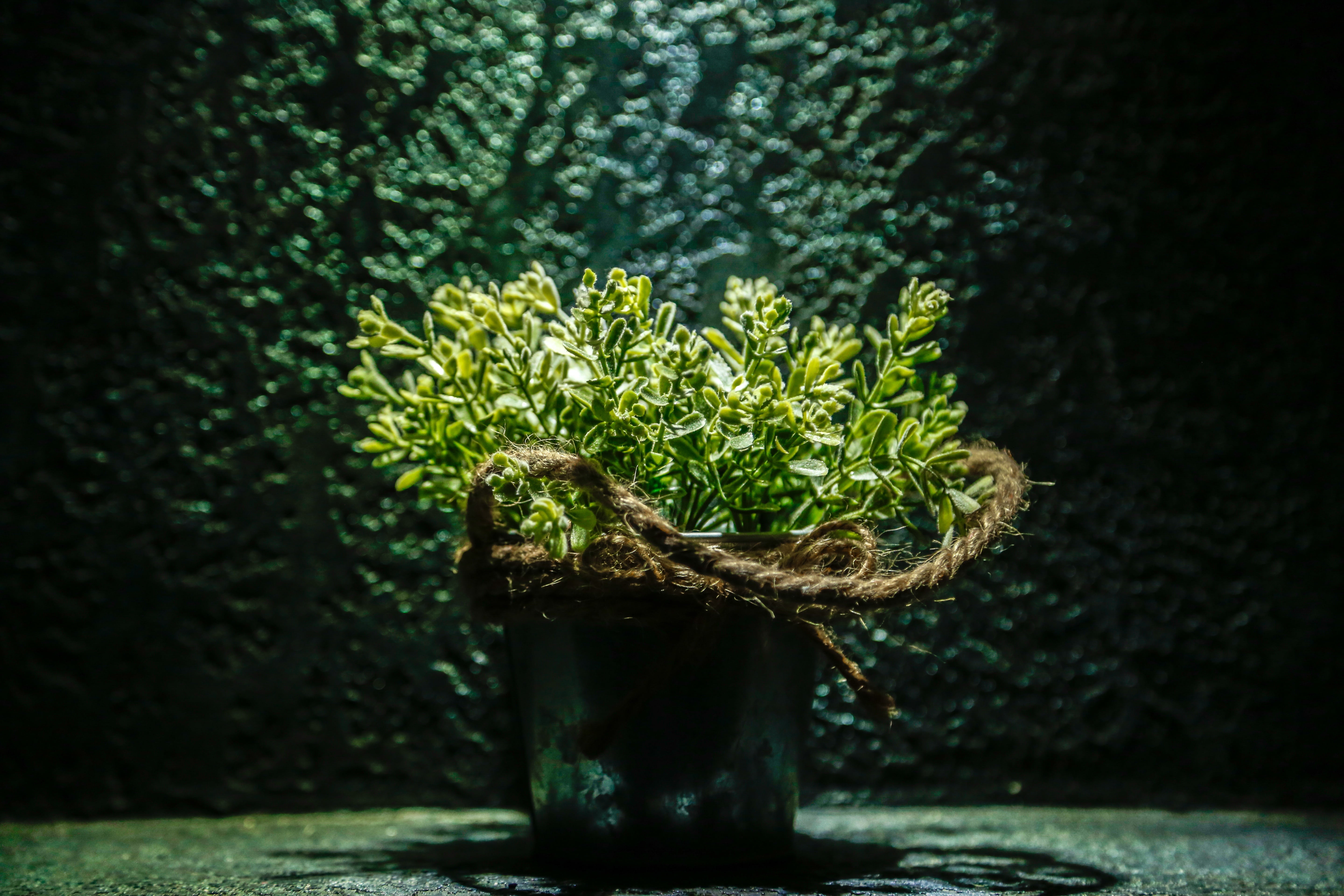 outdoors, flora, freshness, beauty in nature, focus on foreground, nature, bucket, leaf, close-up, round, rustic, bright, 5K, potted plant, garden, plant, HD Wallpaper
