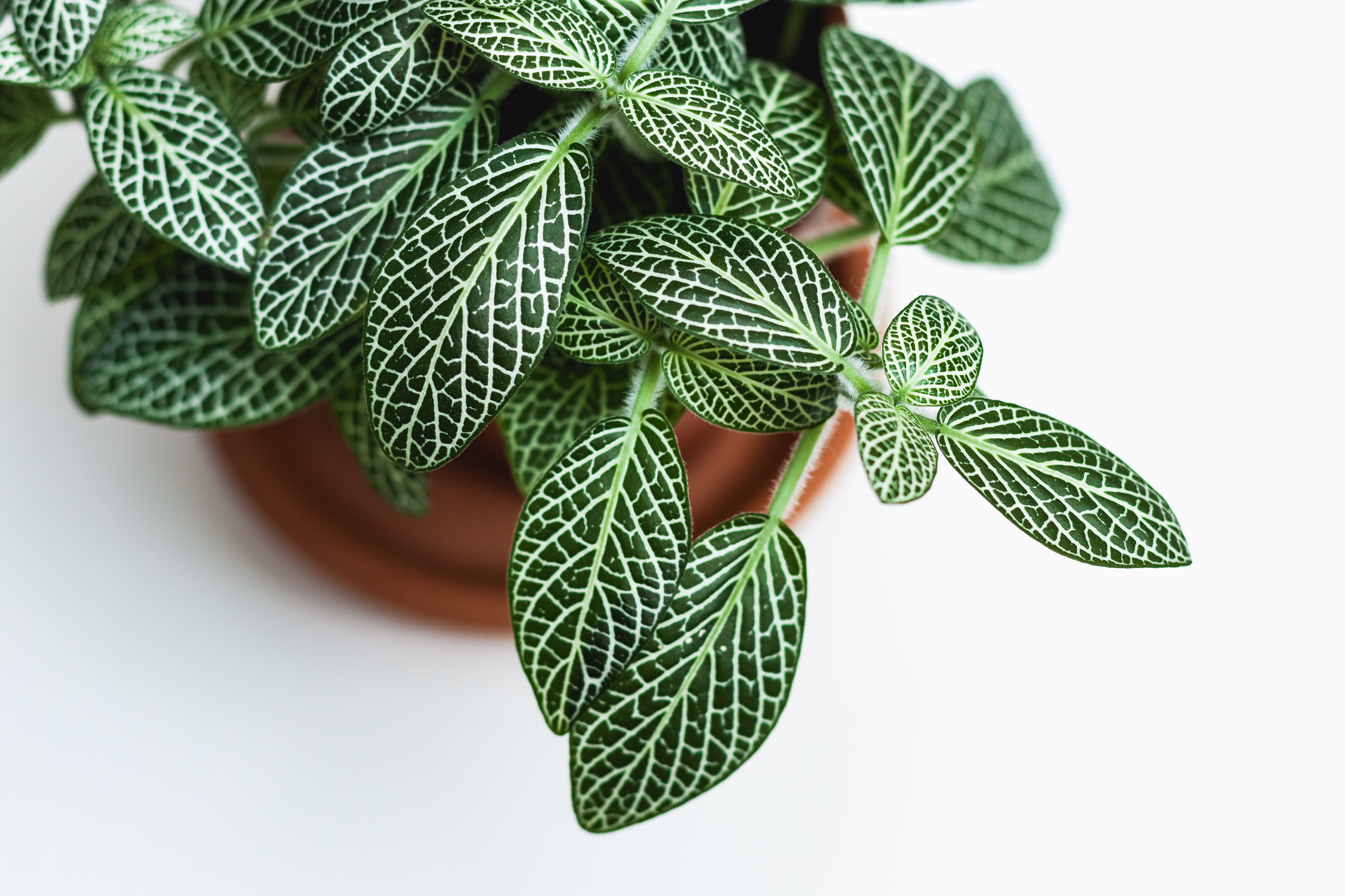 green color, pattern, mint leaf - culinary, food and drink, focus on foreground, plant, 4K, nature, food, brown, branch, white background, tree, growing, HD Wallpaper