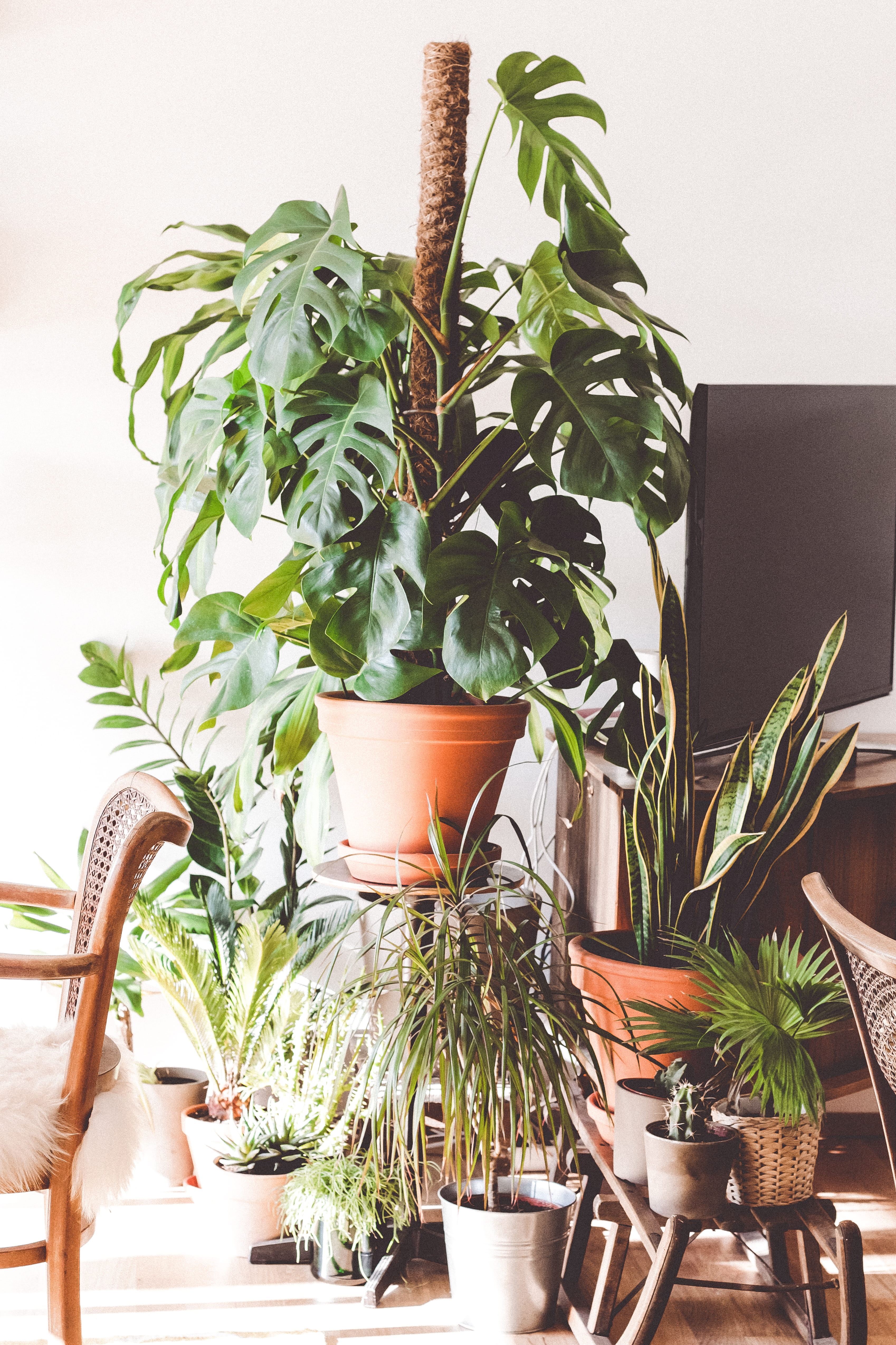 beauty in nature, growth, potted Plant, home interior, nature, tv, decoration, urban jungle, indoors, photo, near, houseplant, gardening, plant, wall - building feature, Phone HD Wallpaper