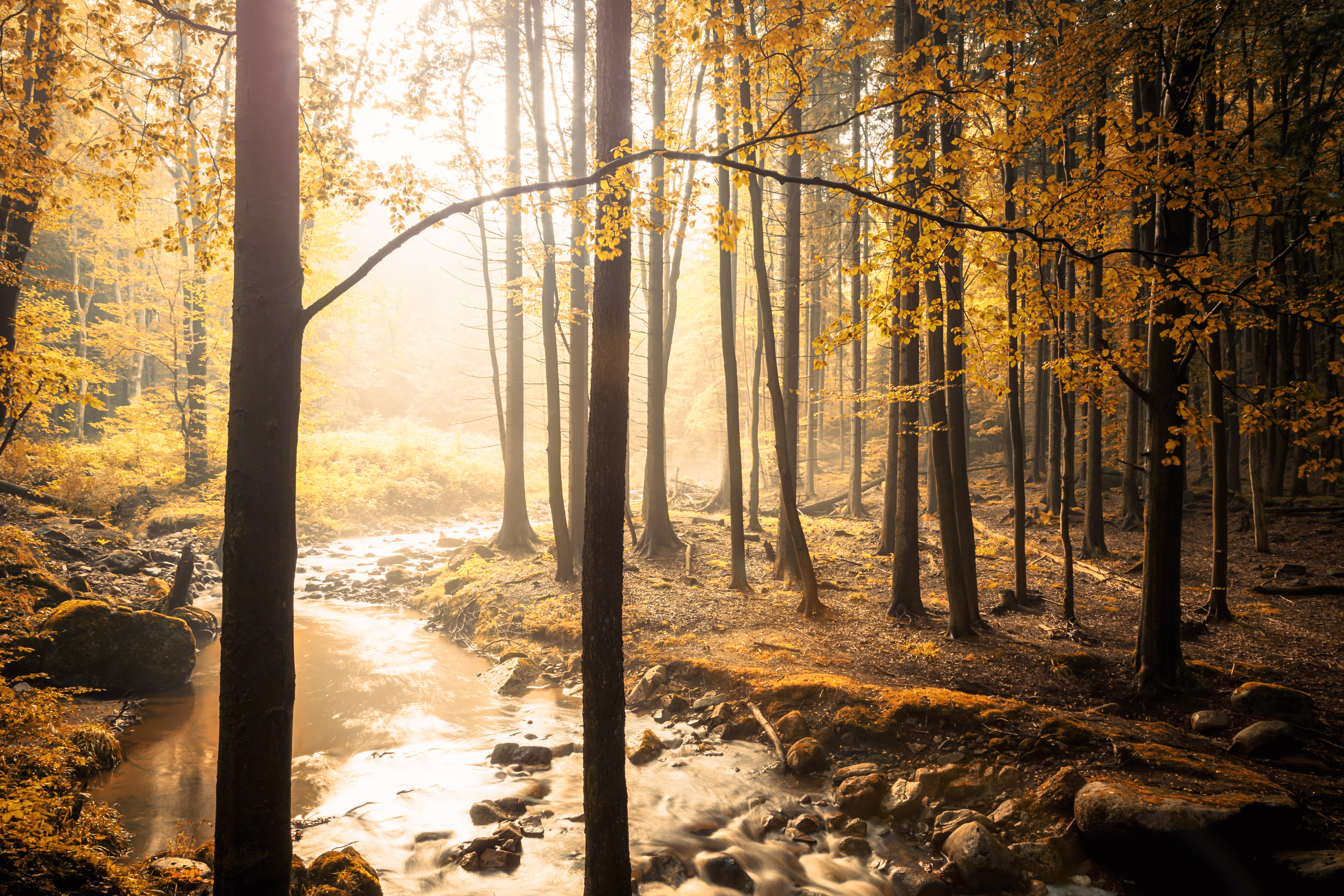 bach, Wald, forest, light, Harz, ilse, leaf, landscape, outdoors, water, tree, woodland, body of water, scenics, Canon, 5K, nature, autumn, ilsetal, soft, HD Wallpaper