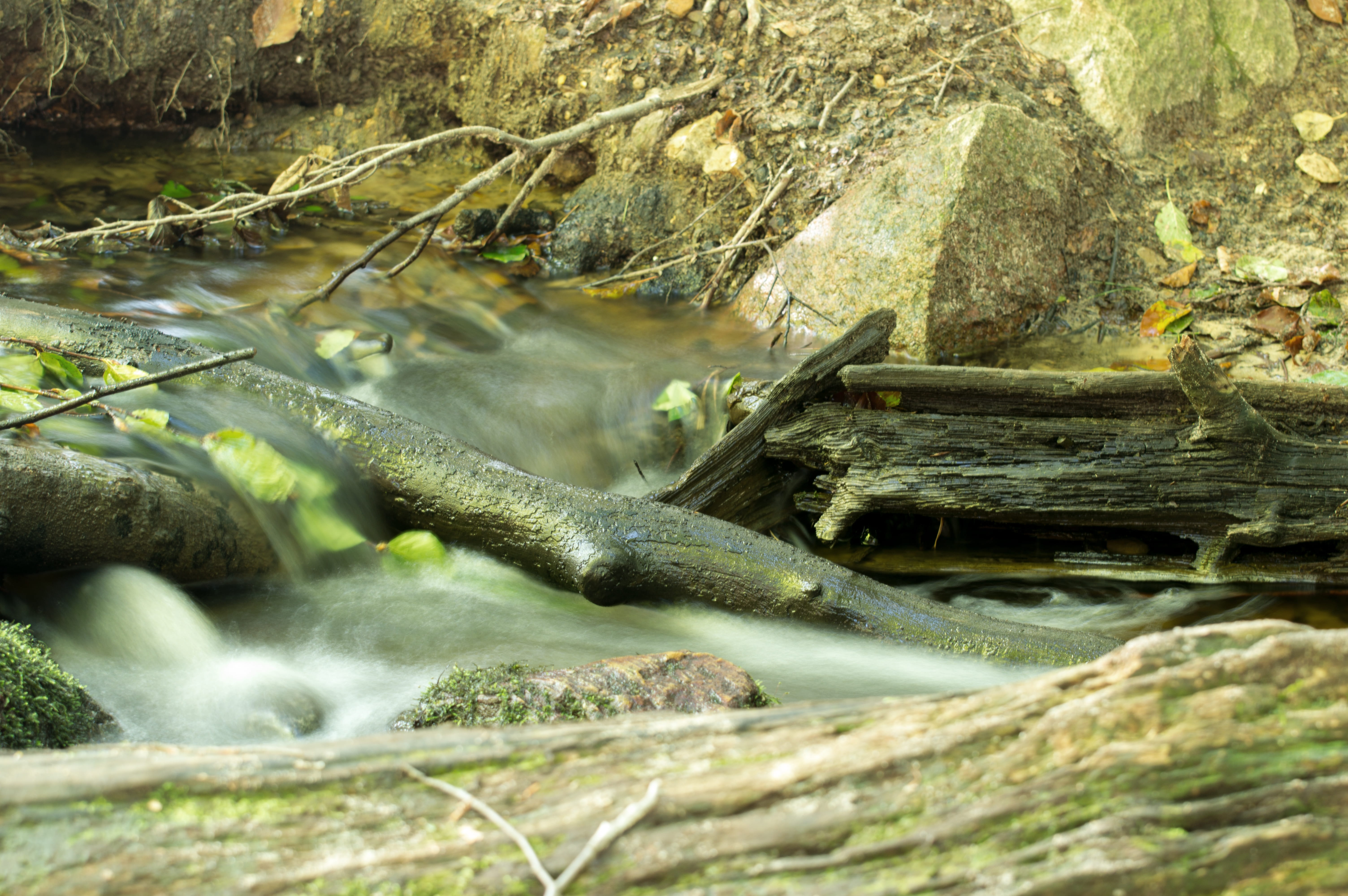 bach, plant, flowing water, forest, animal themes, one animal, fluent, 5K, land, nature, brown, animal, reptile, water, log, moss, waters, animal wildlife, HD Wallpaper