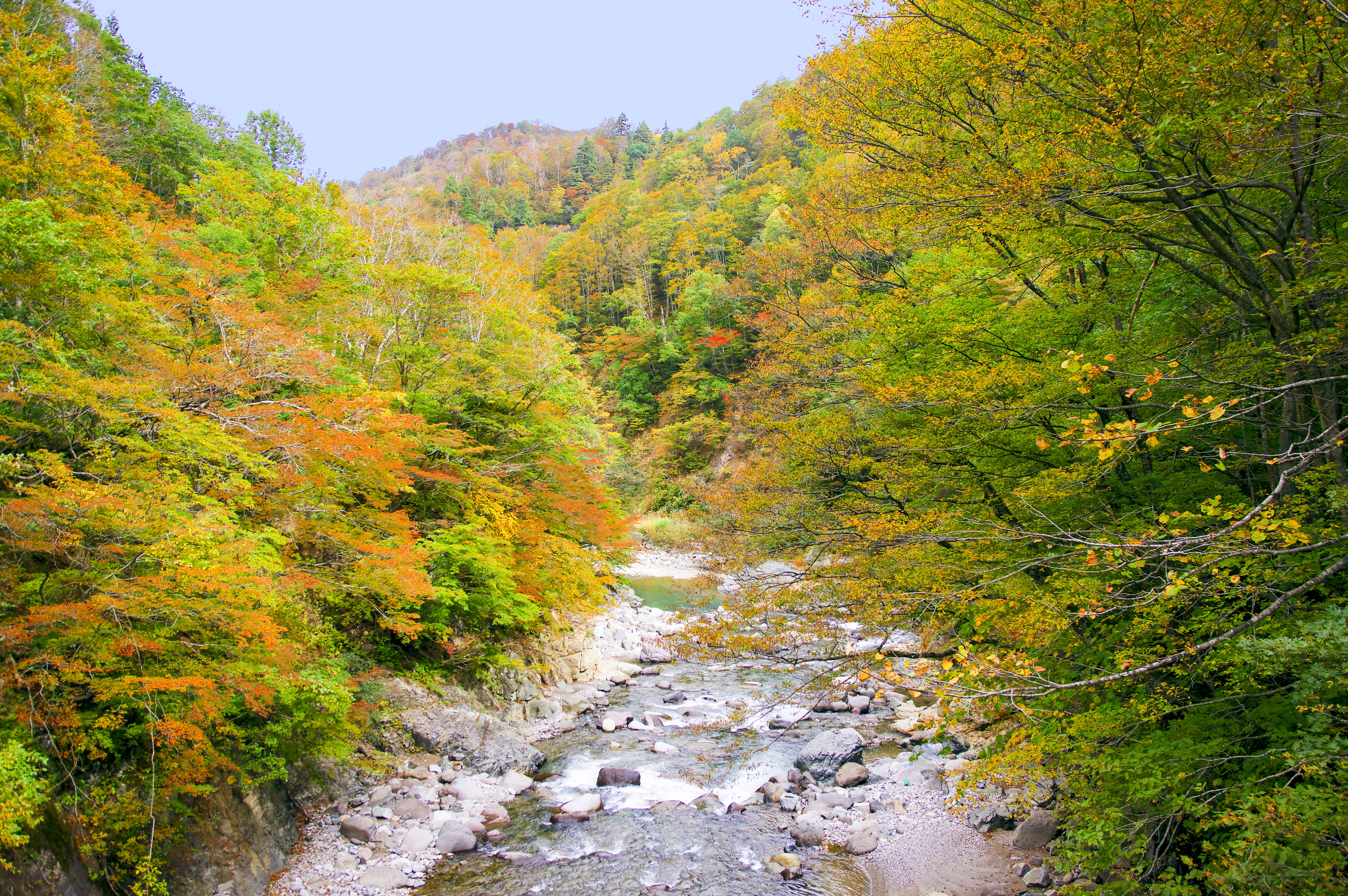 outdoors, trail, leaf, tranquil scene, mountain, tree, japan, akiyama township, no people, niigata, change, beauty in nature, 5K, water, forest, autumnal leaves, HD Wallpaper