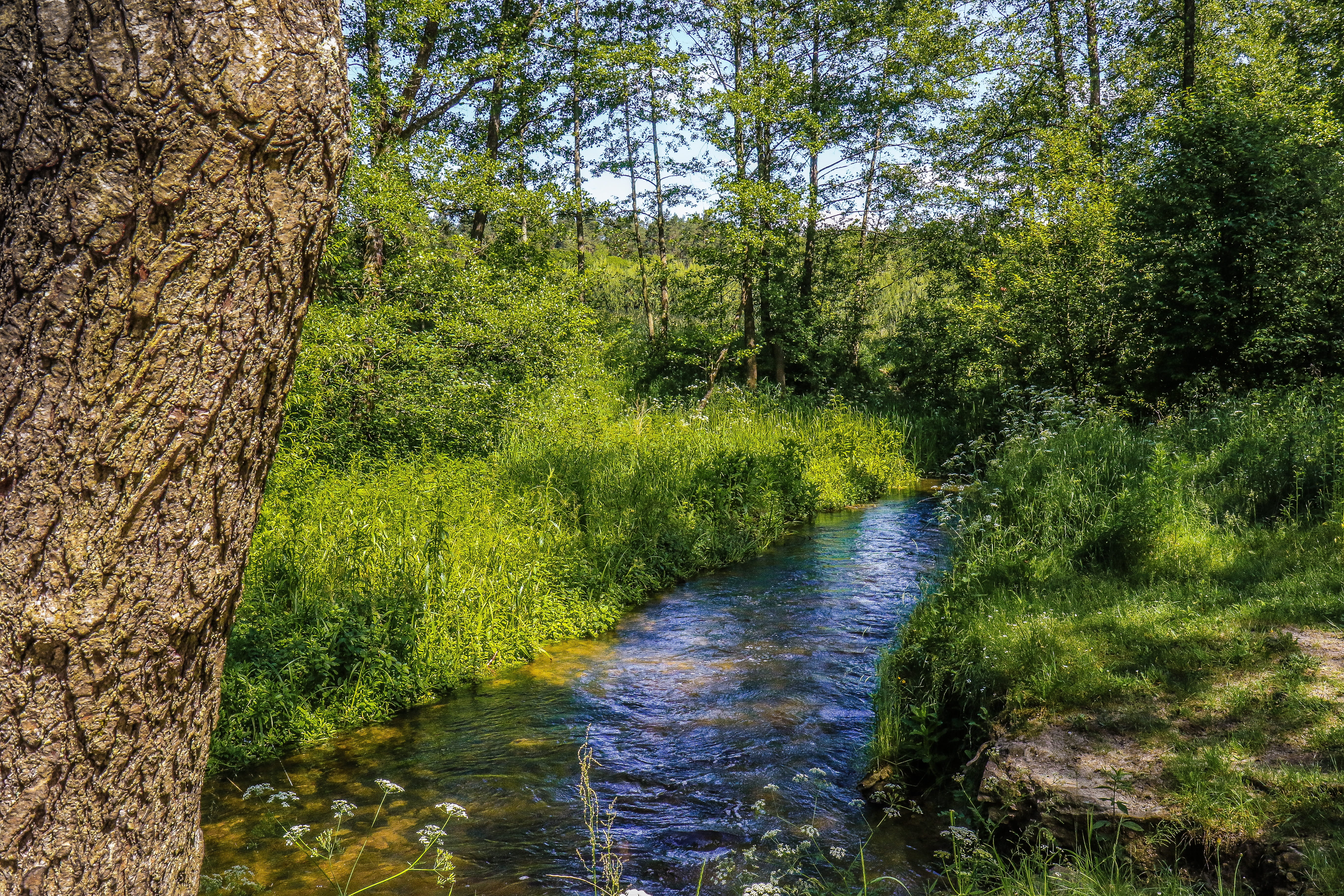park, brook, tranquil Scene, tree, swamp, trunk, lake, foliage, scenics, growth, woodland, scenics - nature, torrent, land, summer, the brook, tourism, HD Wallpaper