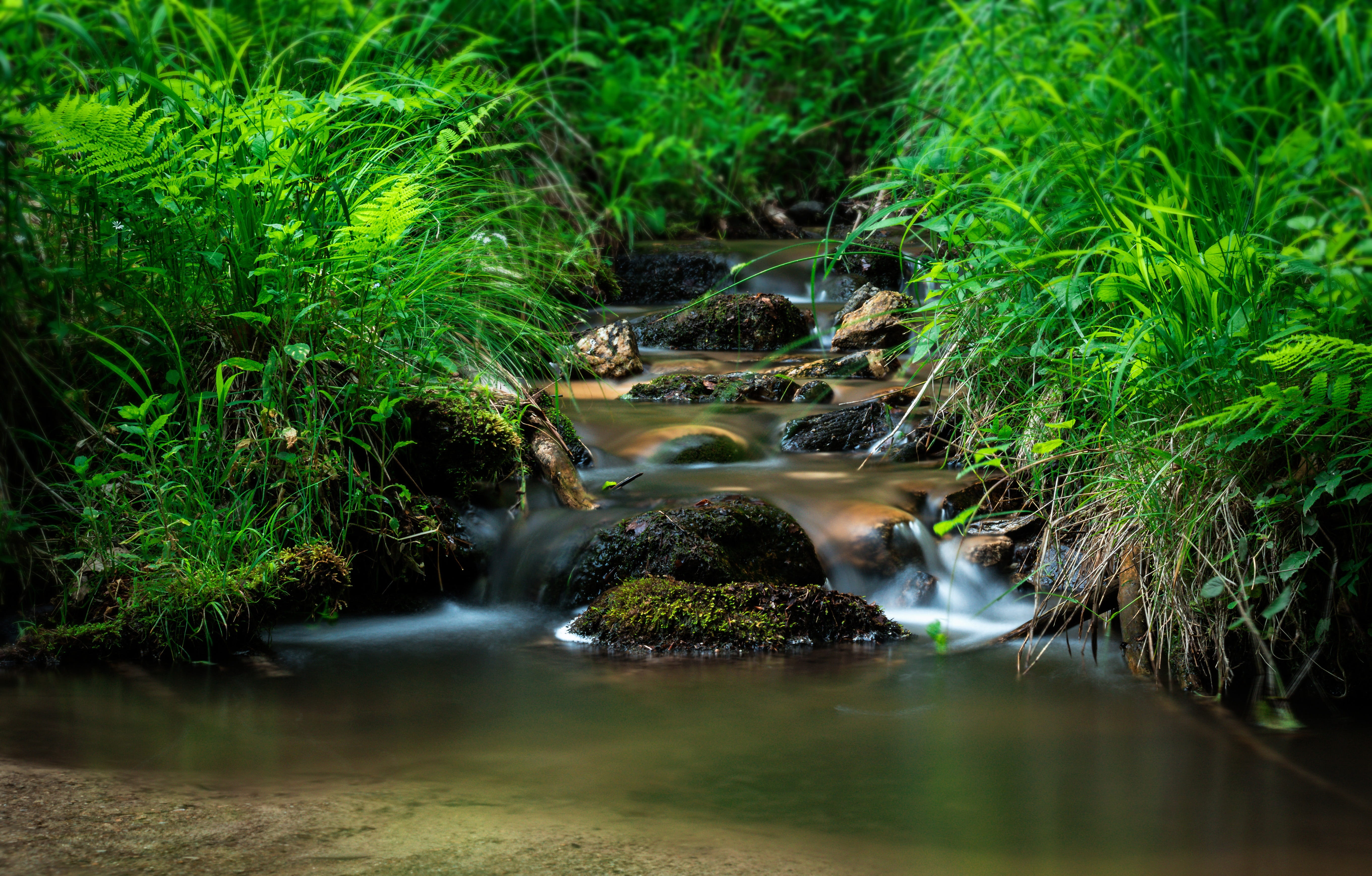 Torrent, flowing water, forest, scenics - nature, no people, the freshness of the, blurred motion, stream - flowing water, plant, tree, solid, 5K, green color, HD Wallpaper
