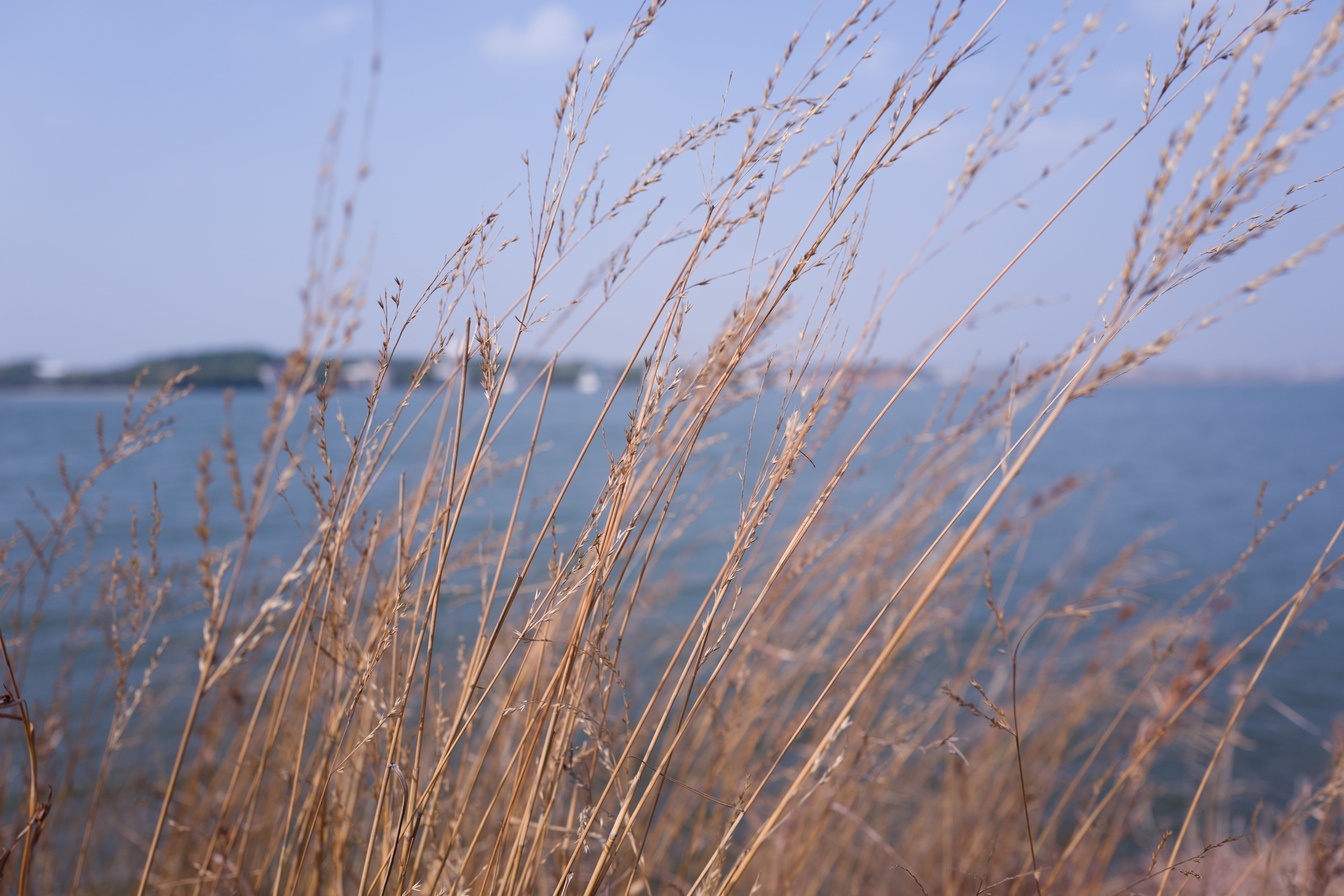 water, beach, tranquility, marram grass, no people, sea, 5K, xiaogan, lake, close-up, hometown, land, scenery, nature, reed, tranquil scene, stalk, environment, HD Wallpaper