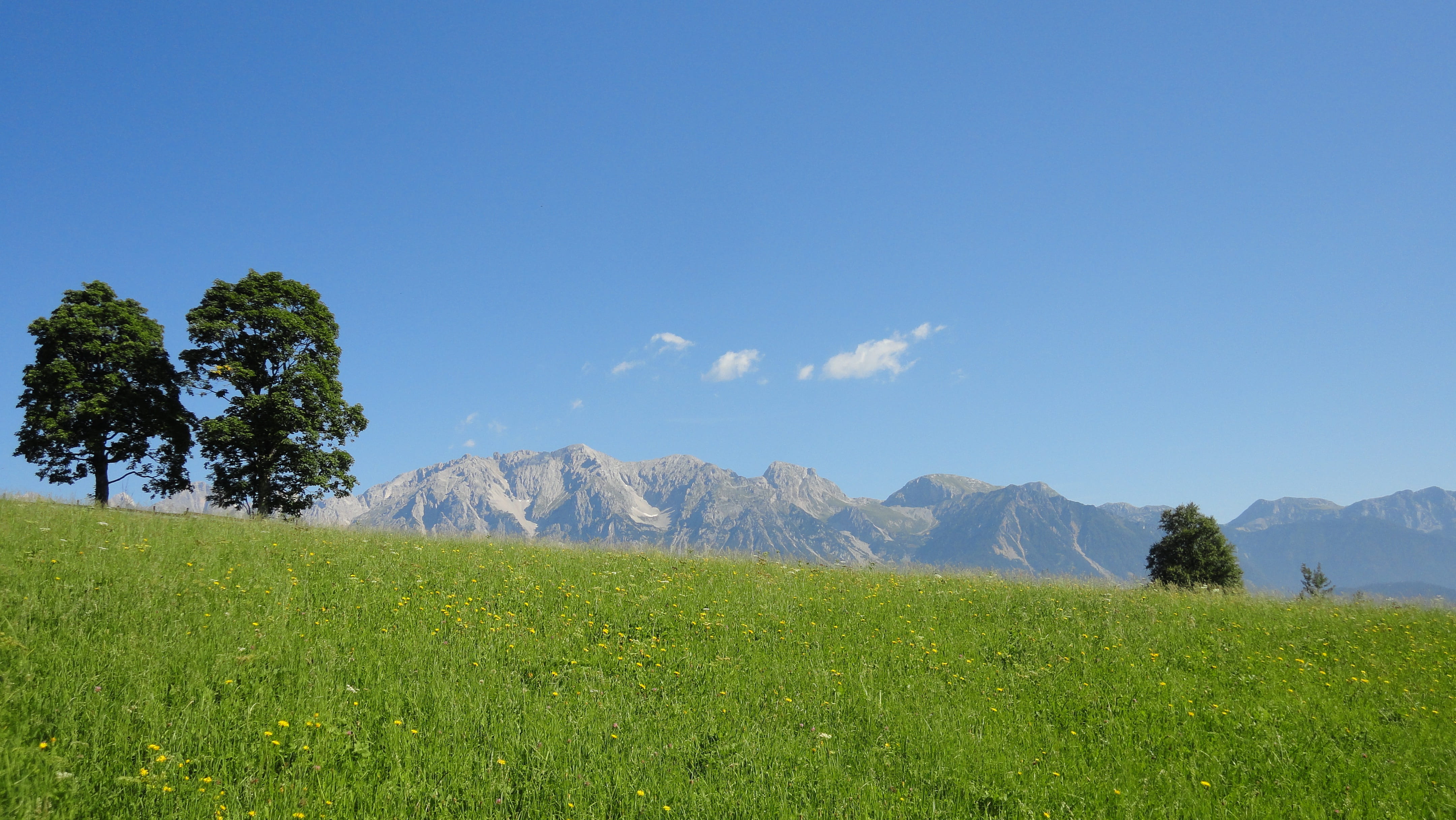 tree, outdoors, Dachstein, cloud - sky, mountain range, environment, pine tree, plant, nature, day, 4K, Summer, sky, no people, tranquility, agriculture, HD Wallpaper