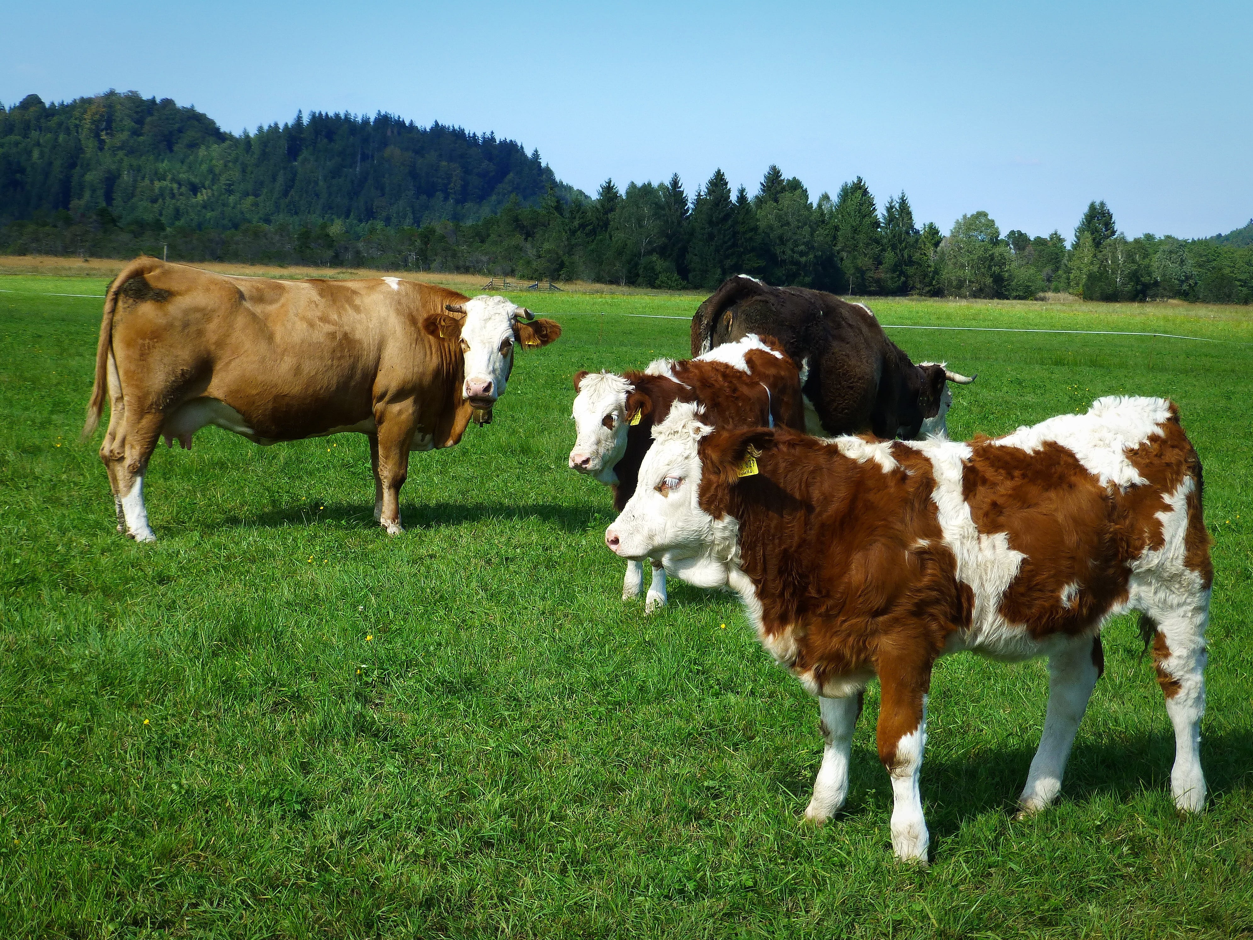 domestic cattle, group of animals, pets, meadow, outdoors, cow, summer, 4K, plant, domestic animals, livestock, no people, pasture, grass, animal, field, HD Wallpaper