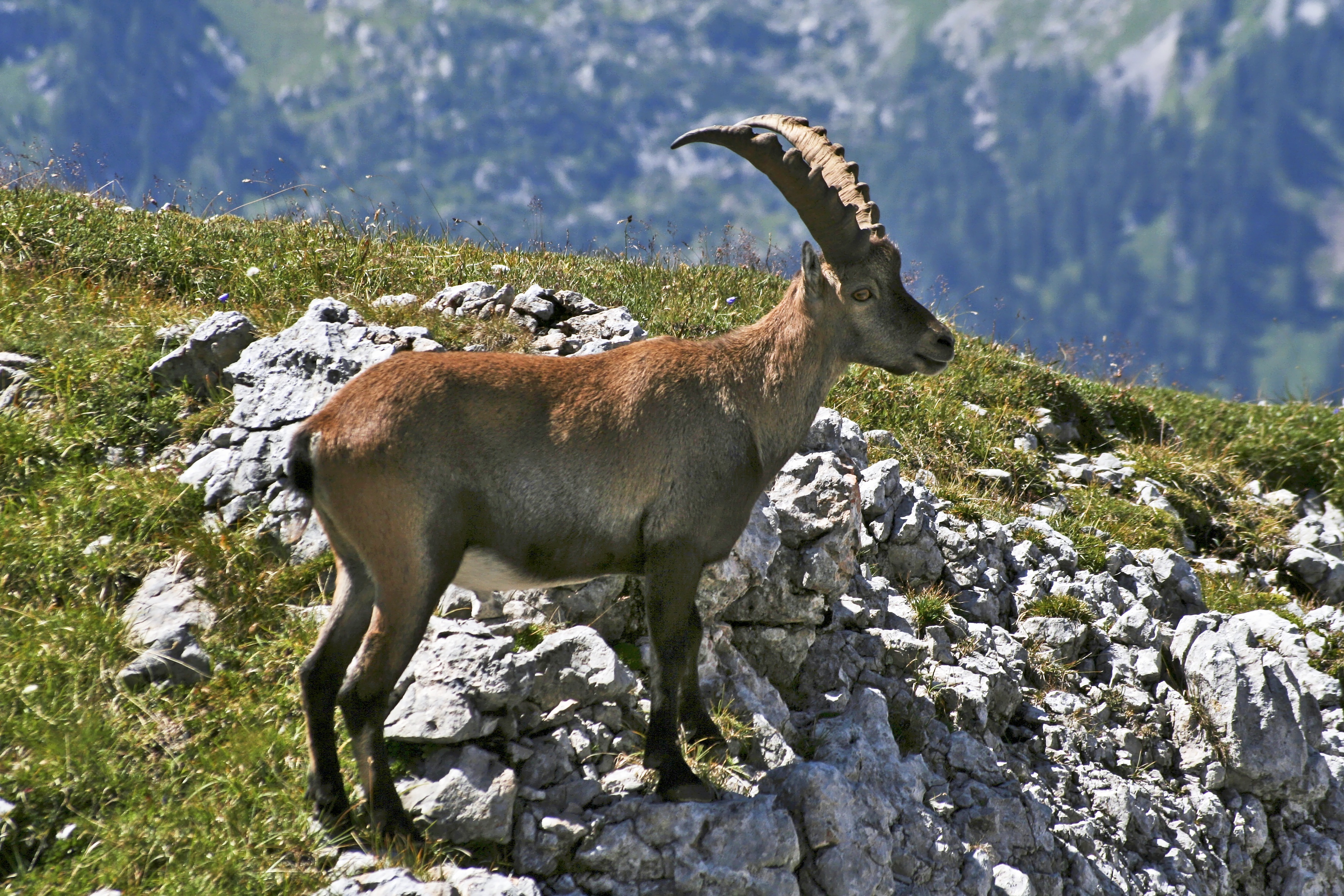 berchtesgaden national park, goat, meadow, alpine, upper bavaria, capricorn, alpine ibex, herbivorous, rock - object, no people, animals in the wild, landscape, HD Wallpaper
