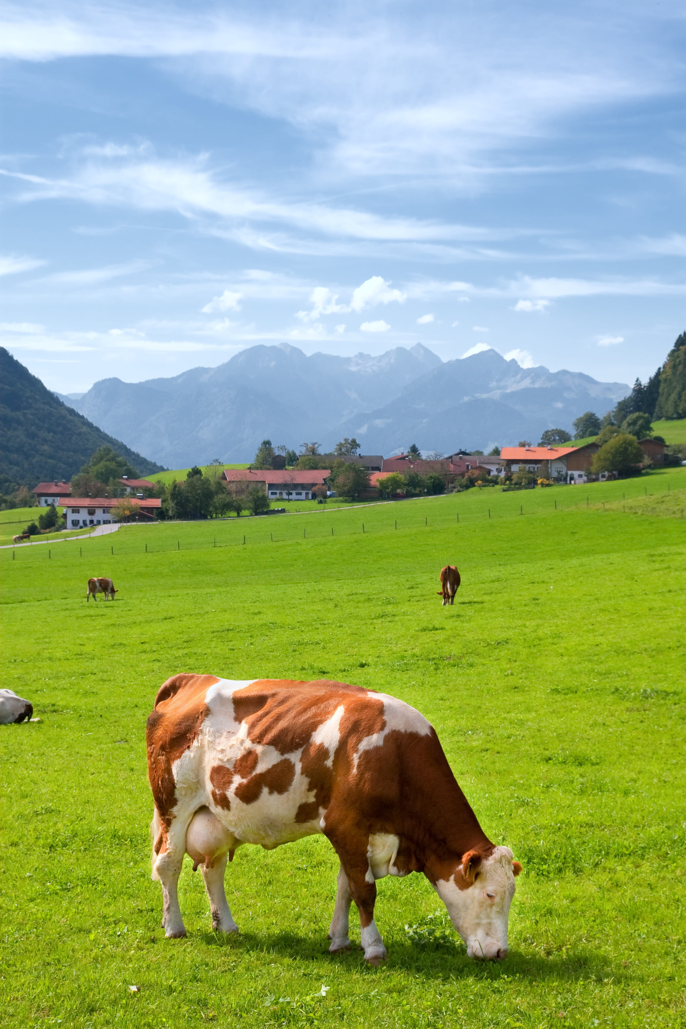 animal, upper bavaria, cows, no people, green, pets, summer, land, field, domestic, landscape, germany, cow, sky, brown, cattle, white, meadow, mountain, Phone HD Wallpaper