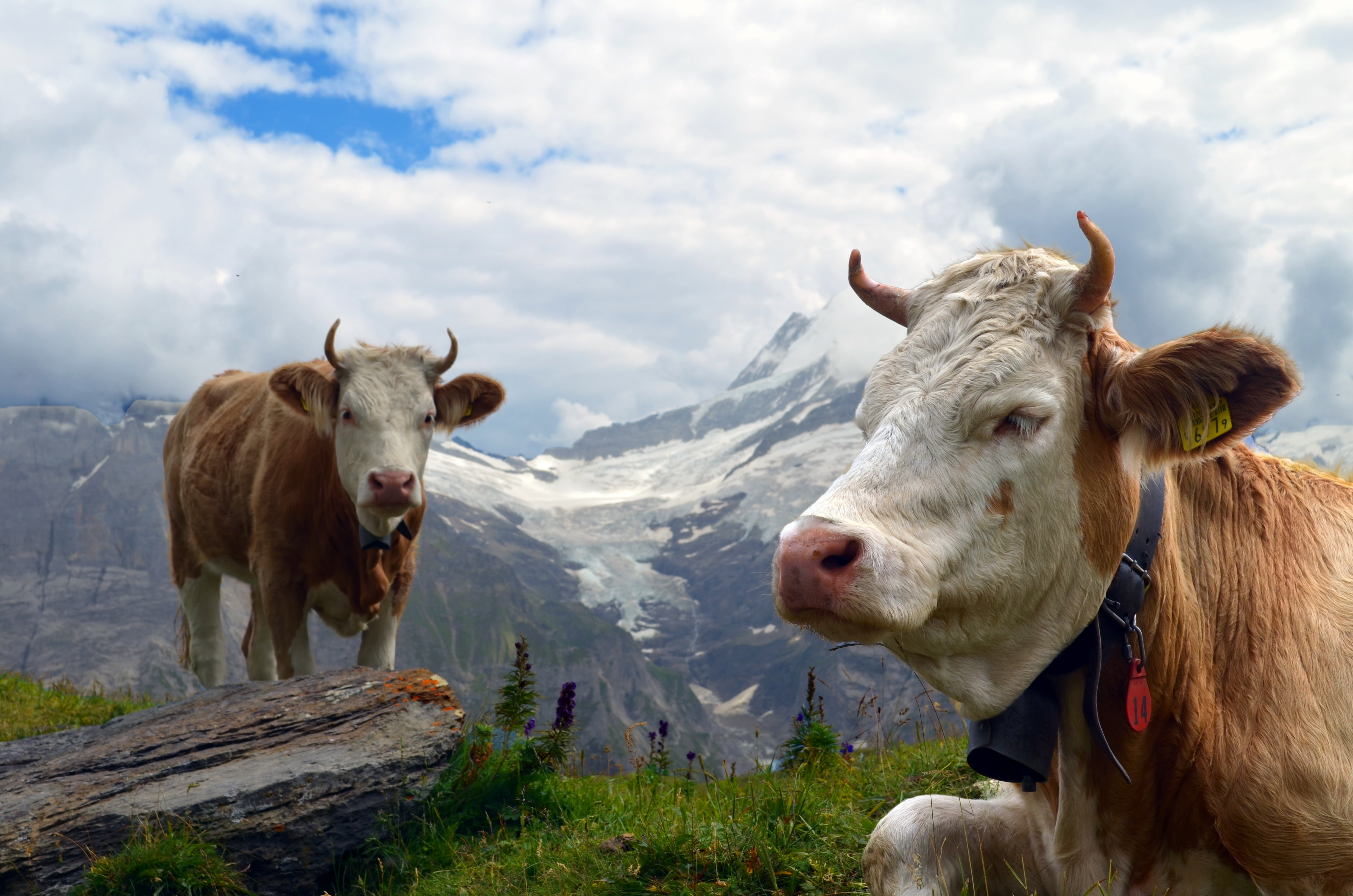 herbivorous, animal, animal themes, sky, outdoors, rock, alm, wood, pasture, vertebrate, livestock, no people, grass, domestic cattle, nature, two animals, HD Wallpaper