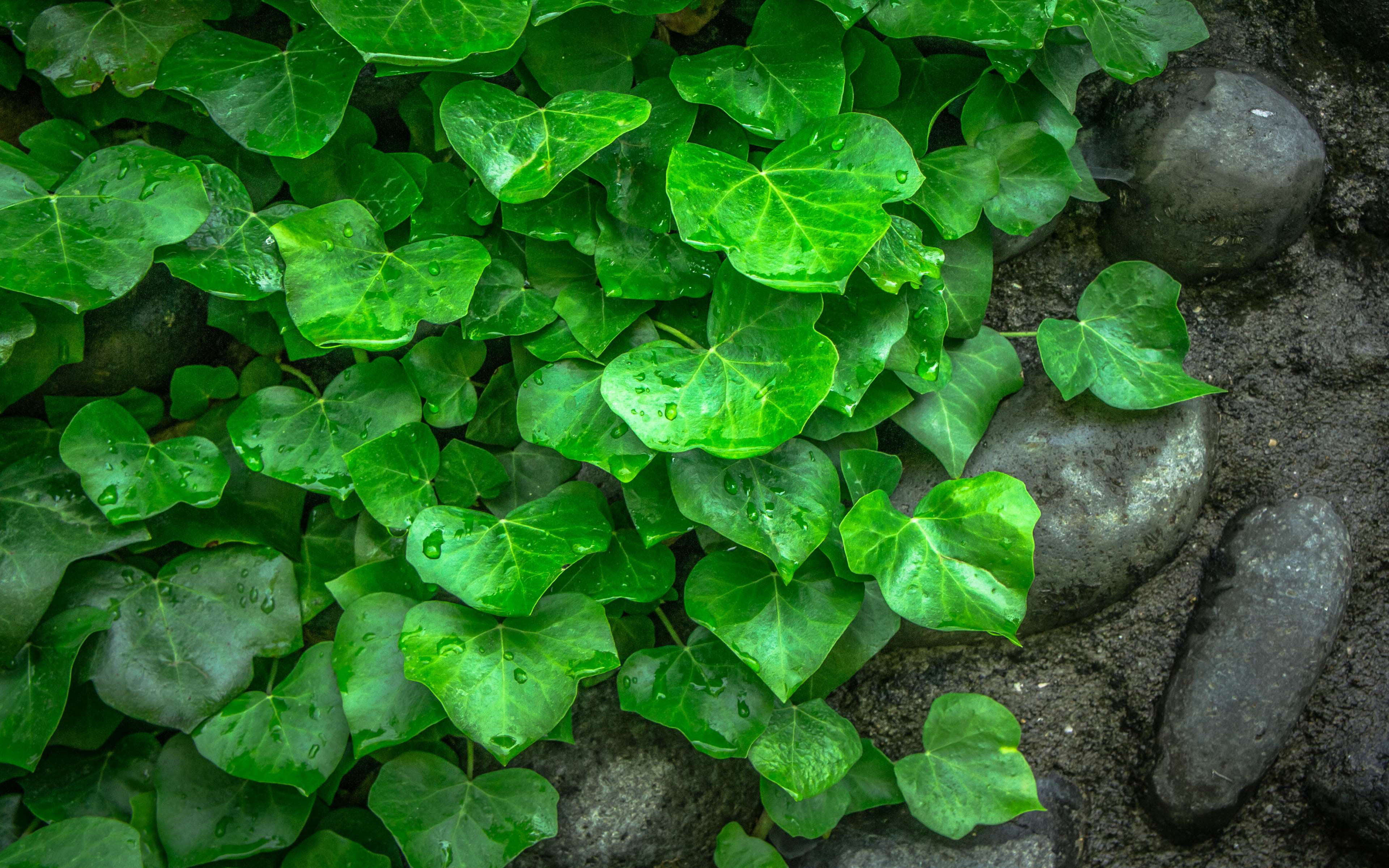 nature, vegetable, vines, plants, water, leaf, day, beauty in nature, ivy, growth, food and drink, green color, desktop, food, healthy eating, directly above, HD Wallpaper