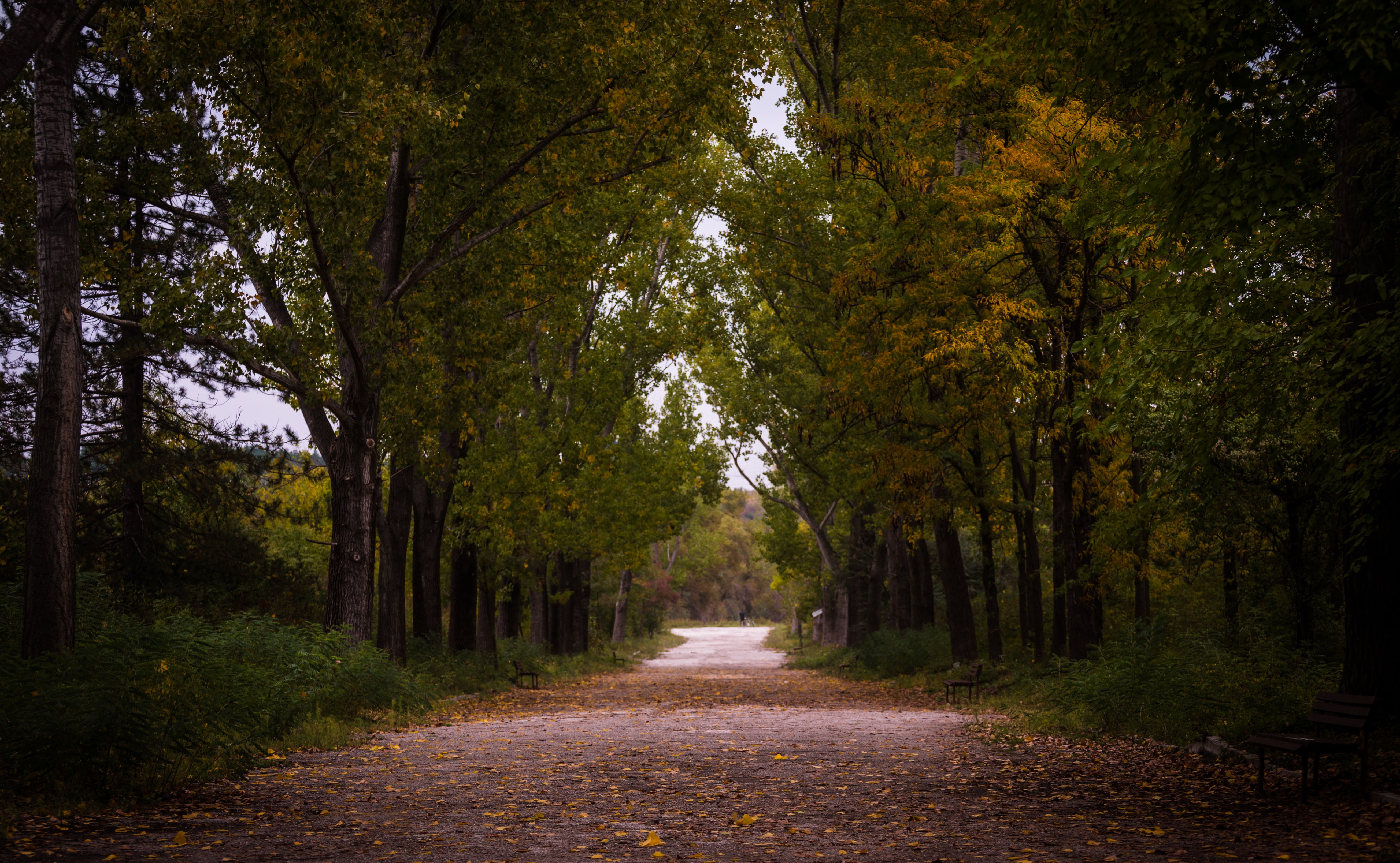 green, scenery, fall, 5K, light, summer, pathway, park, environment, path, wood, daylight, scenic, trail, leaves, travel, nature, pavement, trees, road, HD Wallpaper