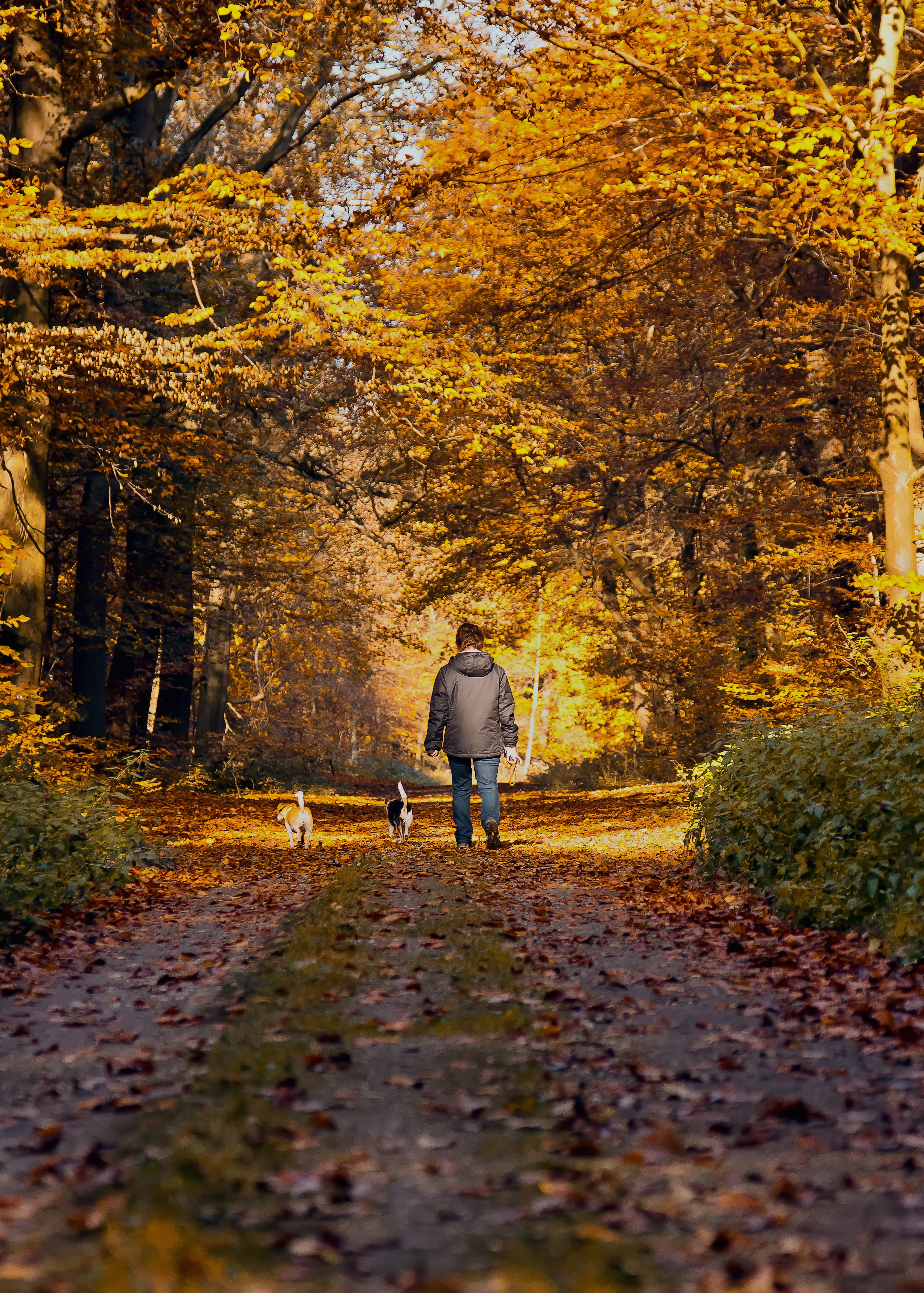 walkers, leaf, back light, hiking, man, walking, pathway, fall color, two, men, autumn light, fall foliage, footpath, personal, tree, fall leaves, landscape, Phone HD Wallpaper