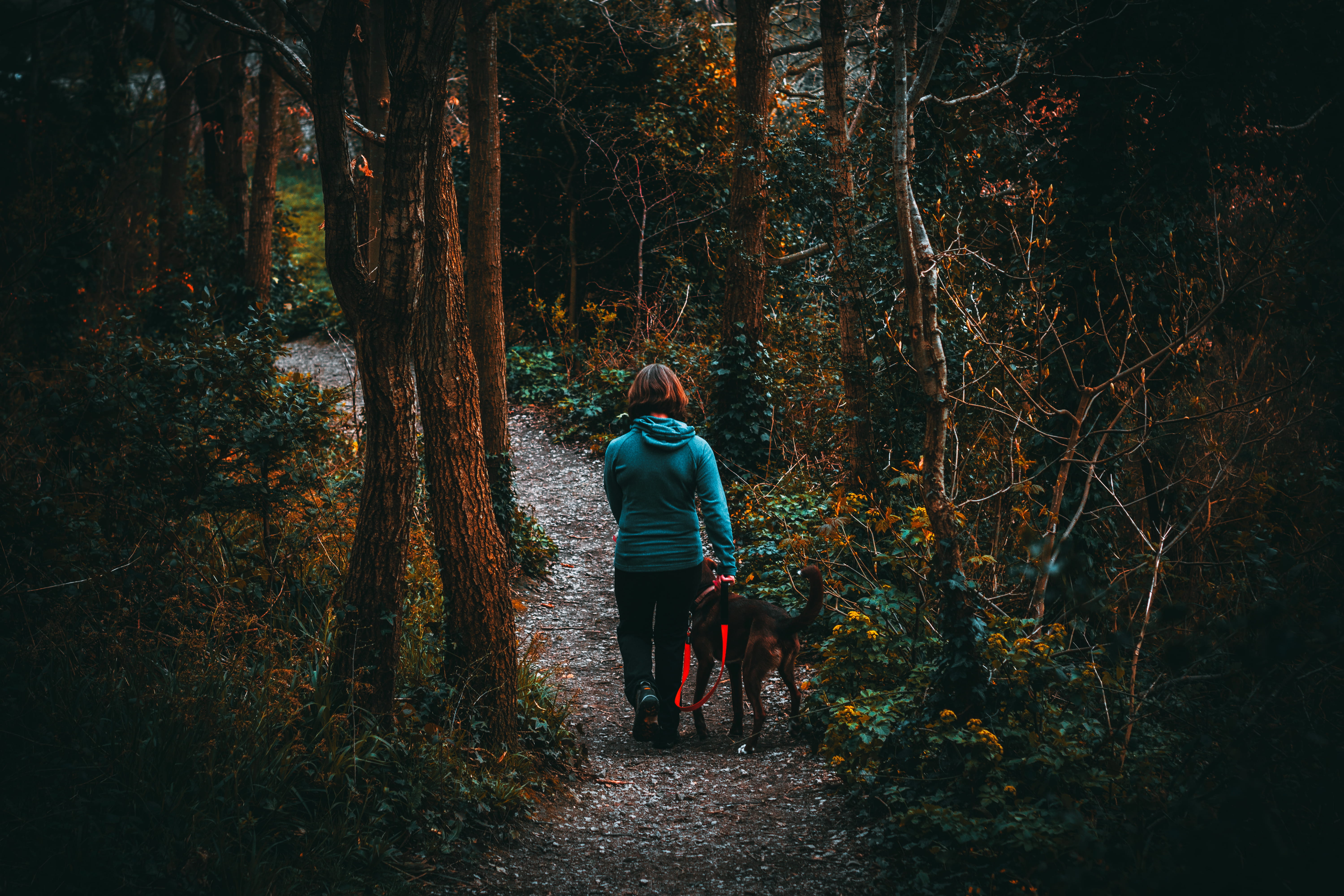 tree trunk, casual clothing, environment, nature, pet, adult, woodland, 5K, trunk, light, wanderlust, daylight, forest path, rear view, tree, standing, HD Wallpaper