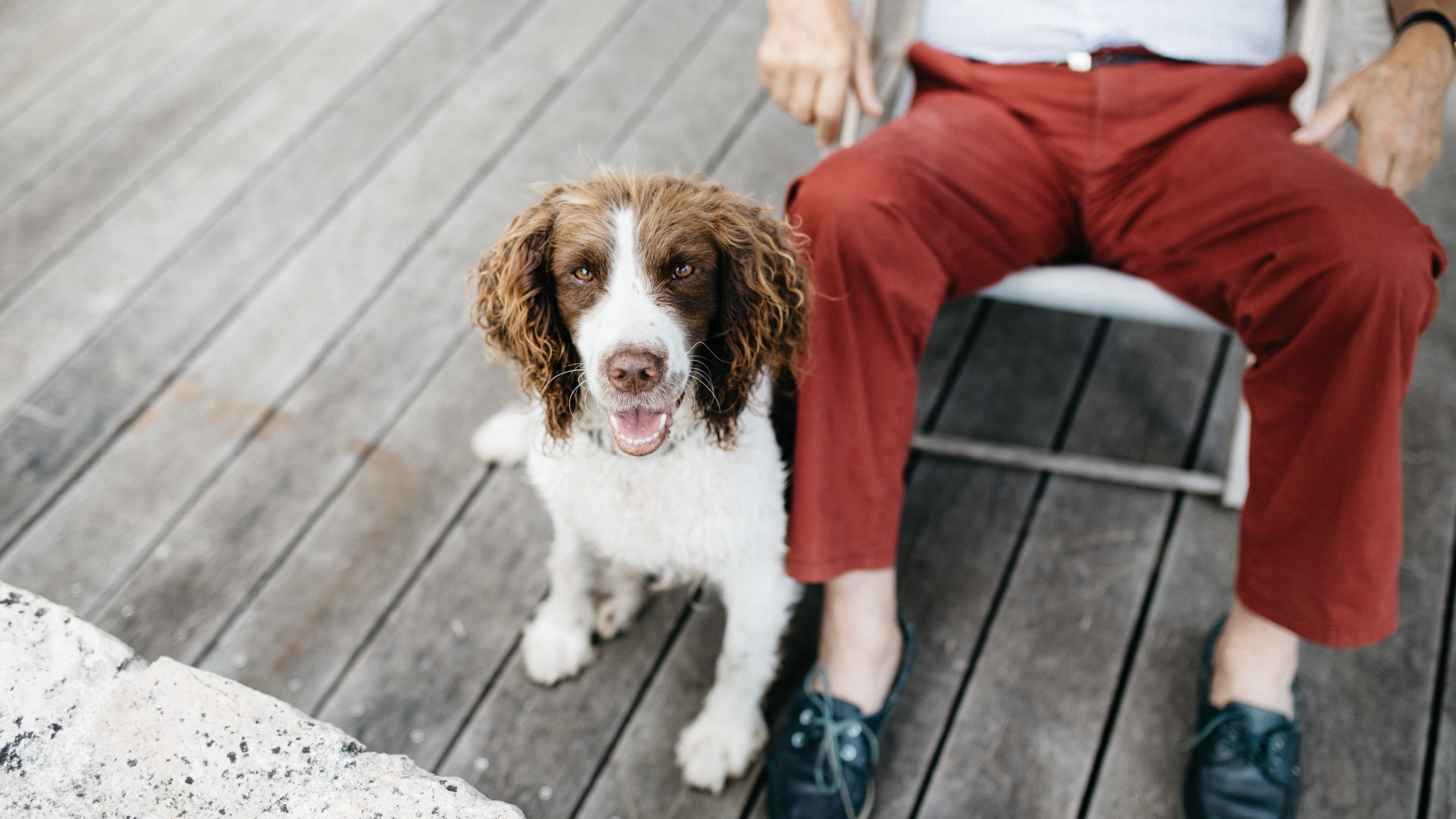 pet, looking at camera, white, springer, pants, portrait, medium, casual clothing, purebred dog, one animal, mammal, animal, adult, full length, 5K, coated, HD Wallpaper