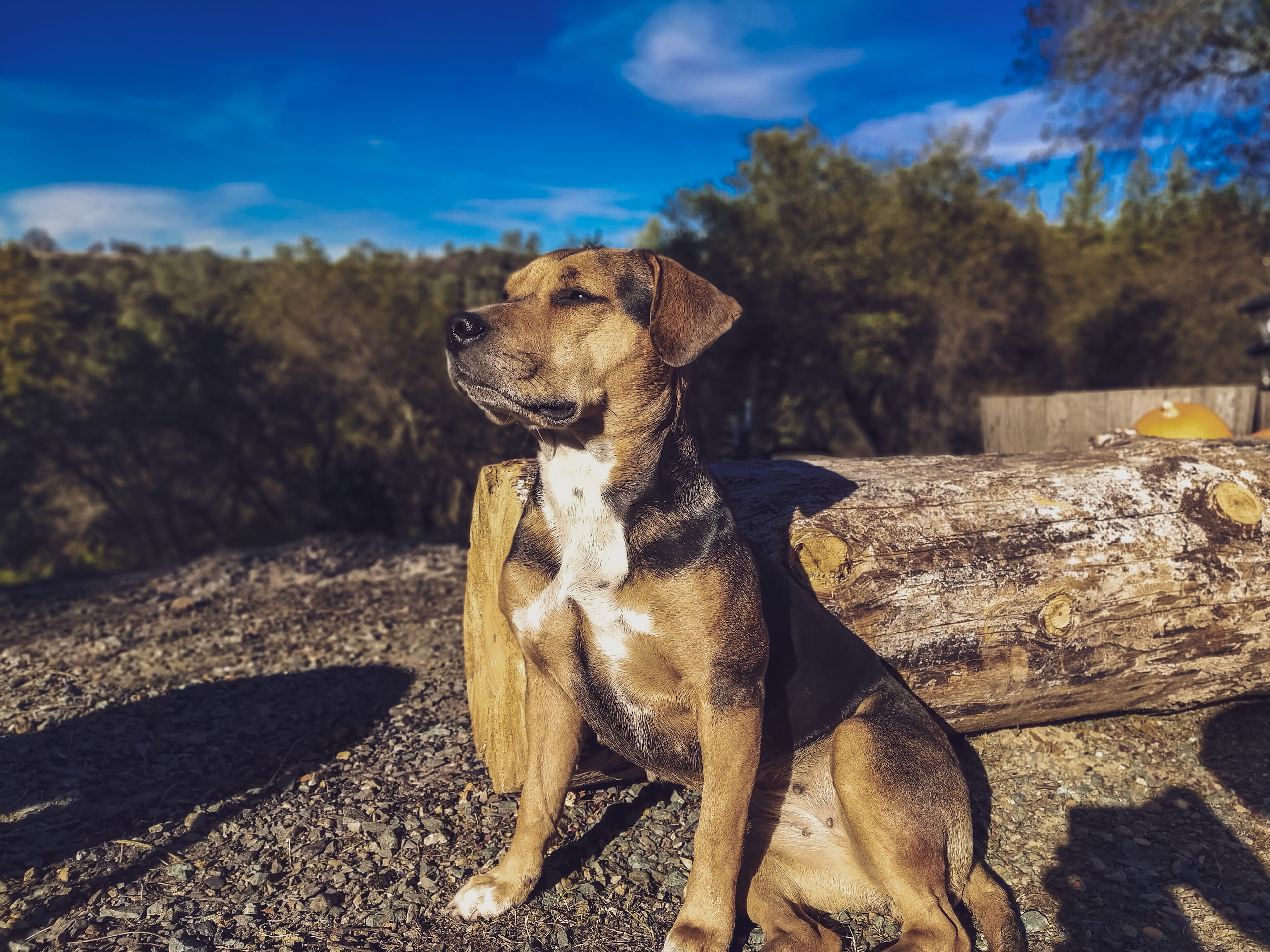 collar, gravel, sunlight, no people, fiddletown, hound, beagle, animal themes, canine, mammal, domestic animals, brown, dirt road, ca, coat, sitting, white, HD Wallpaper