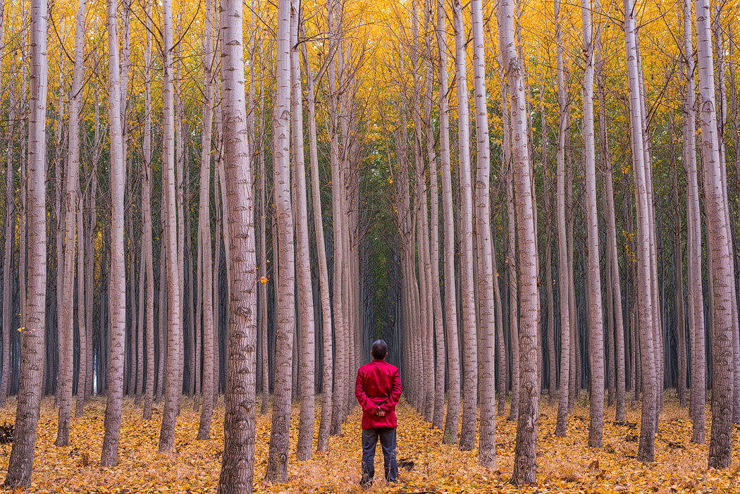 Selfie, leaf, standing, 480P, Fall Colors, Oregon, Tree Farm, flowers, forest, jacket, Boardman, surrounded, tree, nature, red jacket, Polar, Morning, HD Wallpaper