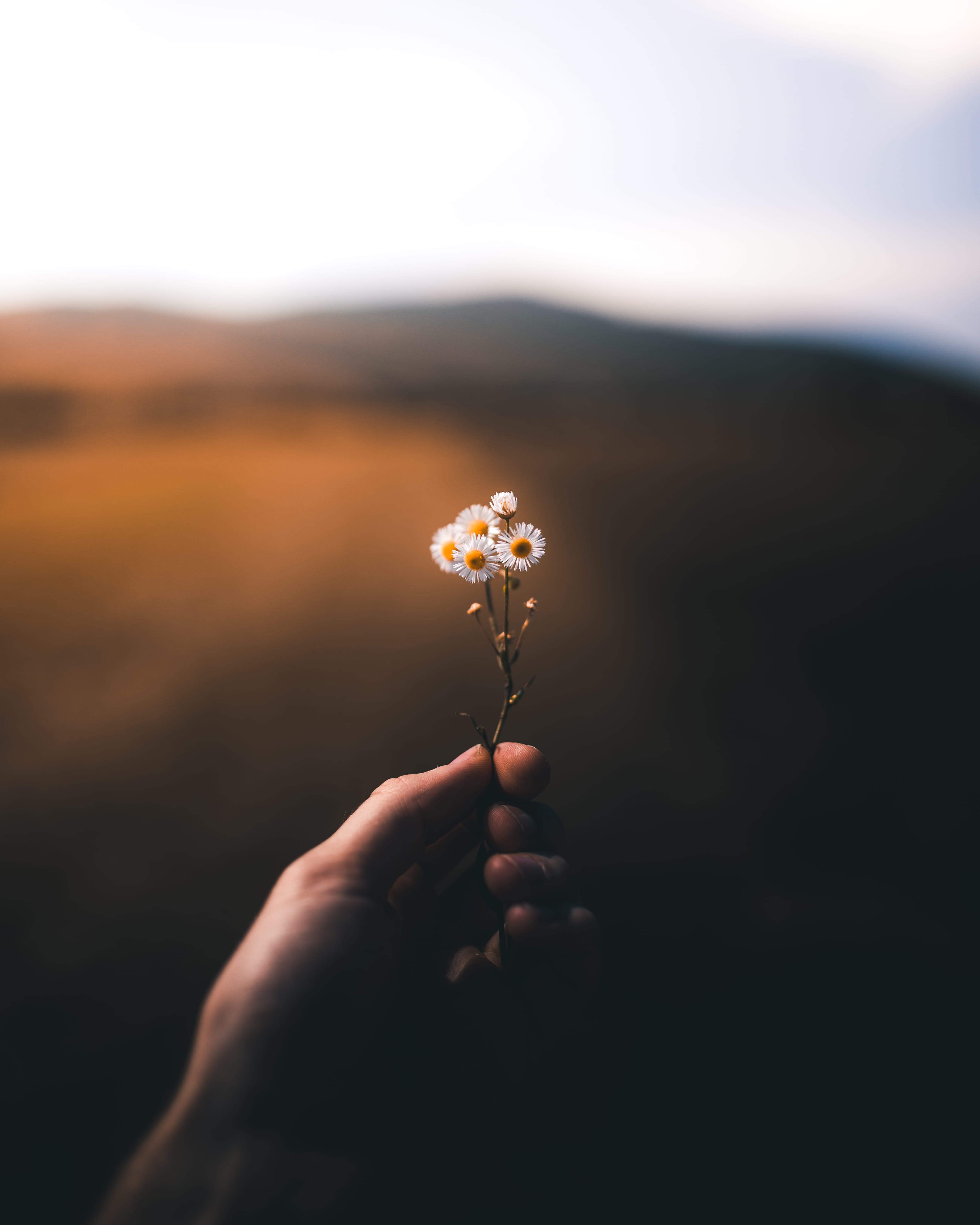 close-up, mood, plant, people, rural Scene, sunlight, field, flower in hand, sun, summer, freshness, grass, growth, person, daisy, environment, spring, Phone HD Wallpaper