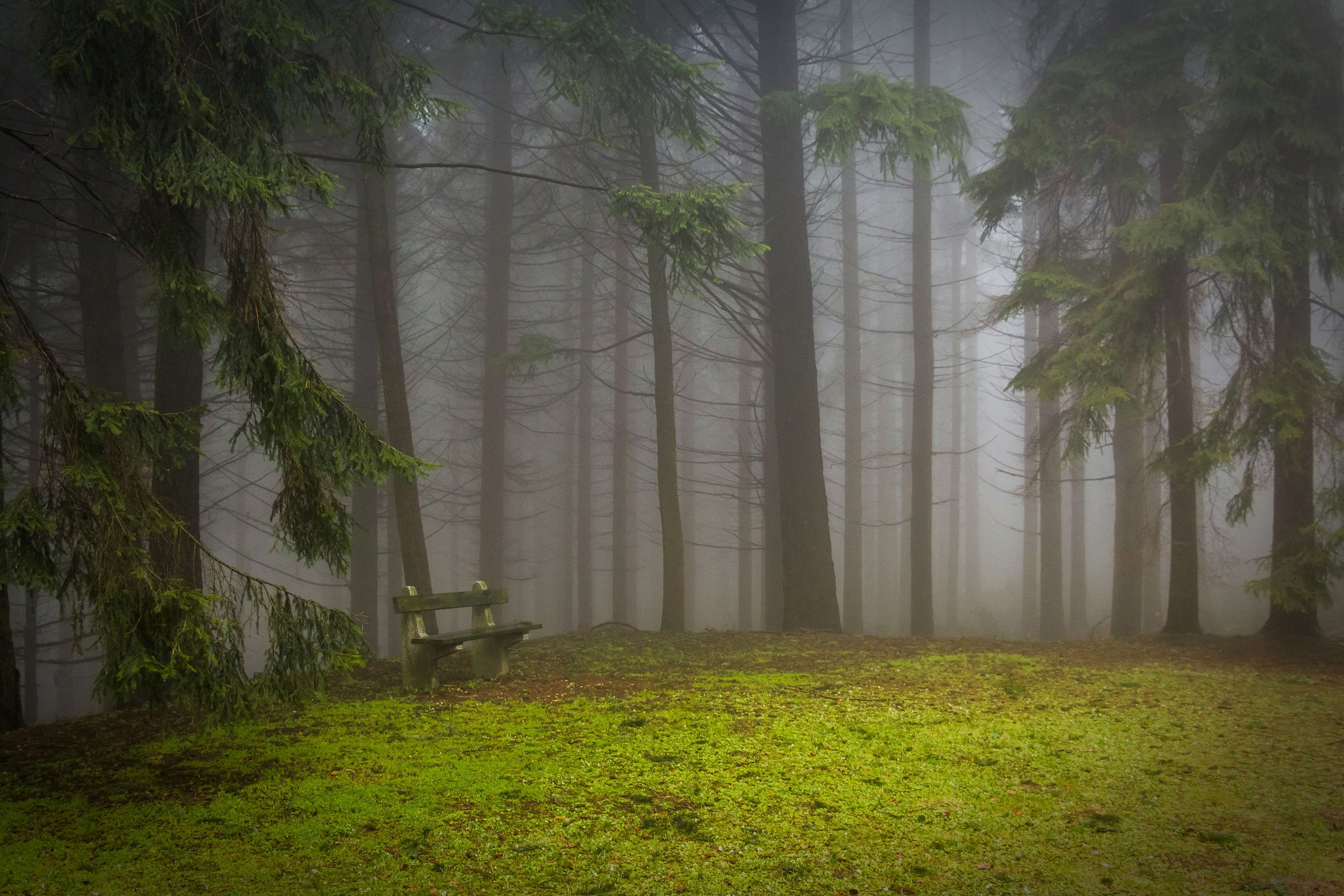 non-urban scene, pine, green color, woodland, nature, mystic, land, plant, growth, tranquility, trunk, 4K, outdoors, pad, tree, no people, critter, pine wood, HD Wallpaper