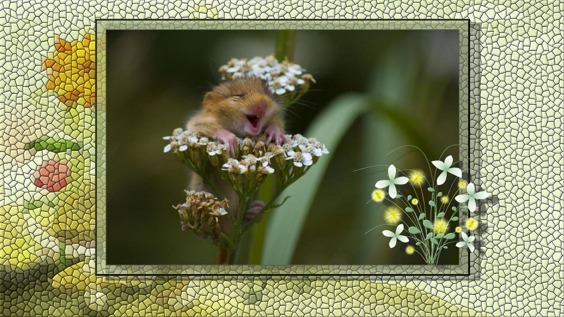 1080P, day, oh, critter, flowers, green, animals, yellow, white, tiny, happy, HD Wallpaper
