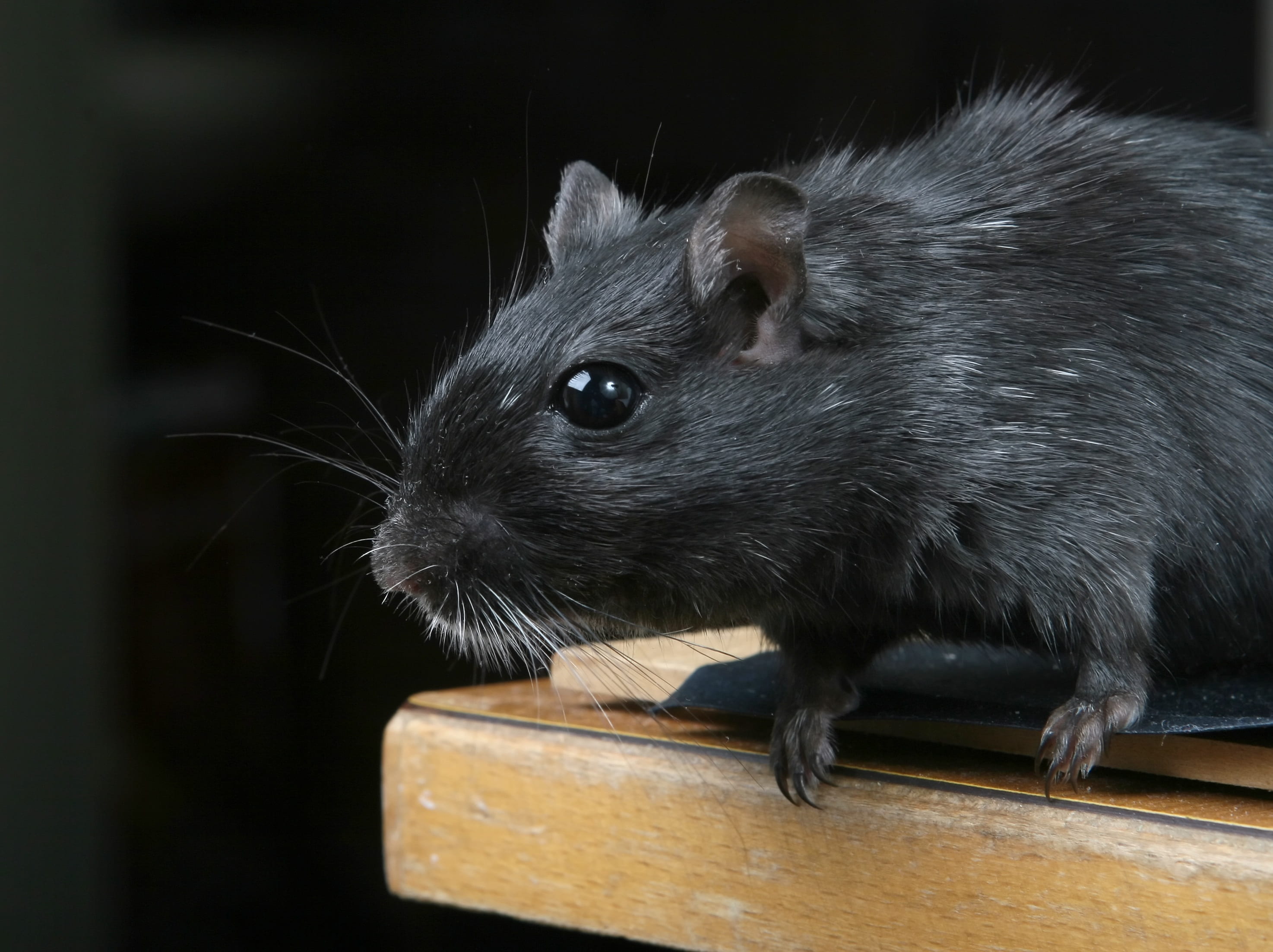 animal eye, boy, one animal, rat, mouse, ears, looking, white, beautiful, vermin, funny, creature, pretty, small, vertebrate, focus on foreground, indoors, HD Wallpaper