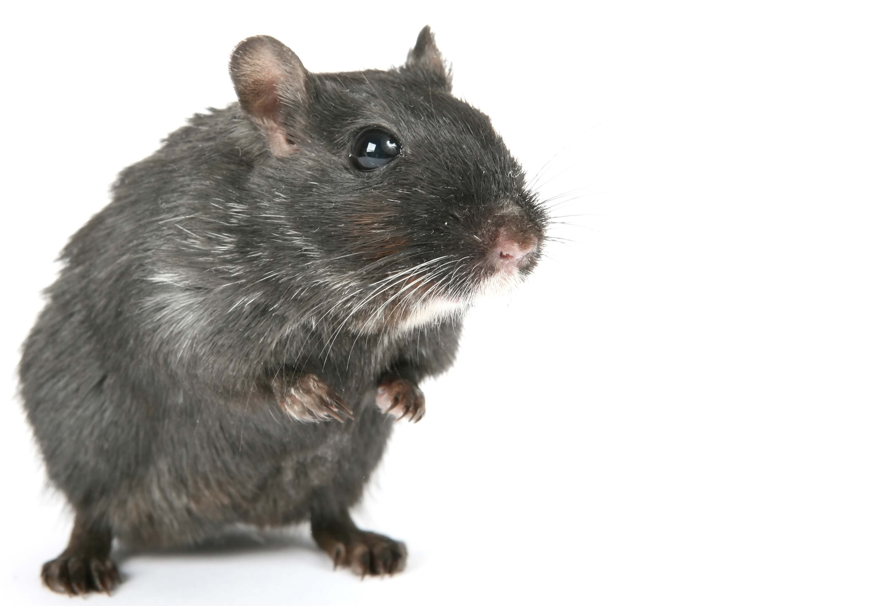 gerbil, grey, copy space, studio shot, brown, critter, macro, small, soft, nose, smell, hairy, white, 2K, close-up, black, creature, rat, cuddly, cute, HD Wallpaper