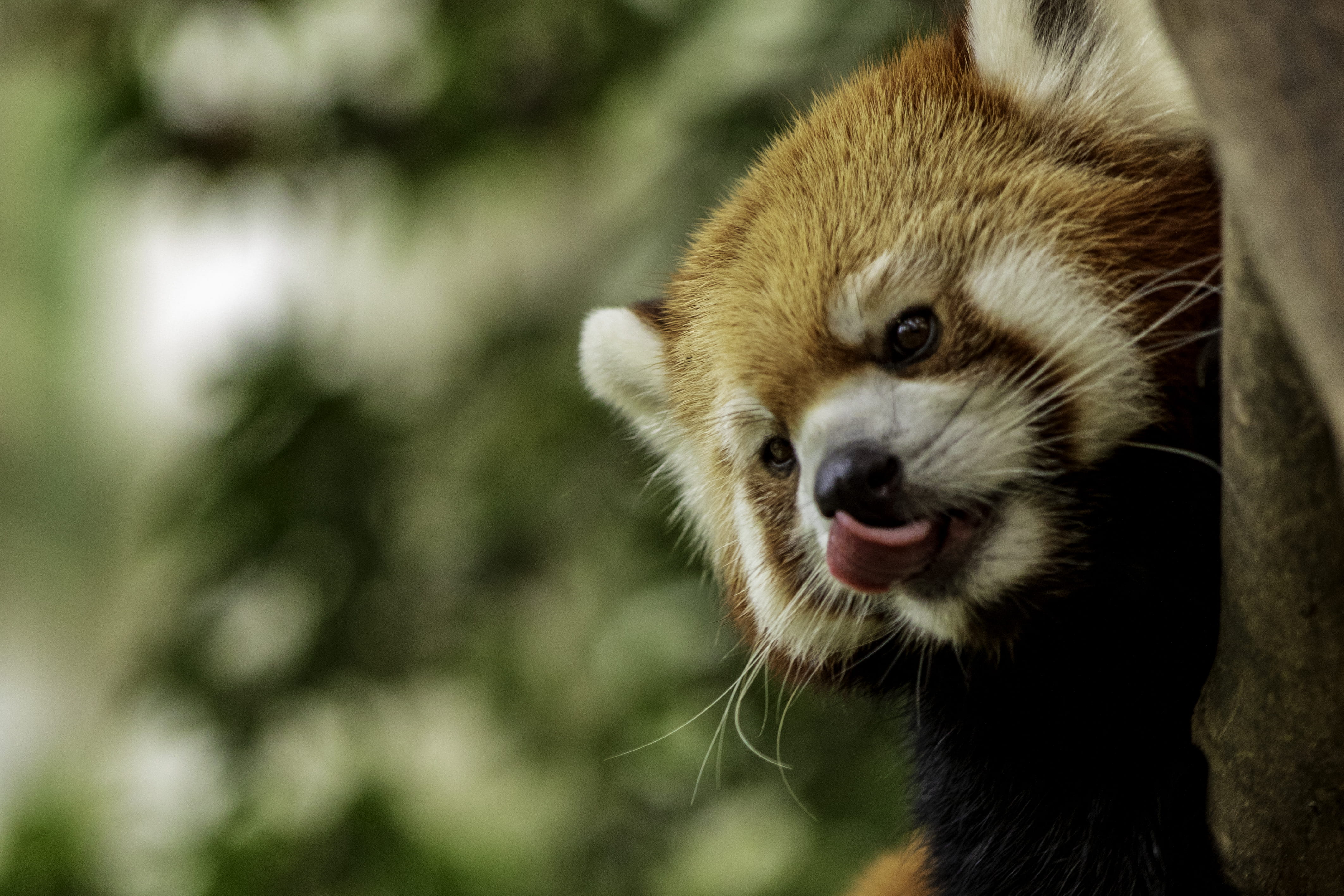 face, redpanda, tongue, nature, whisker, red, asia, young Animal, claw, climbing, closeup, red panda, endangered Species, fur, panda, carnivore, close-up, HD Wallpaper