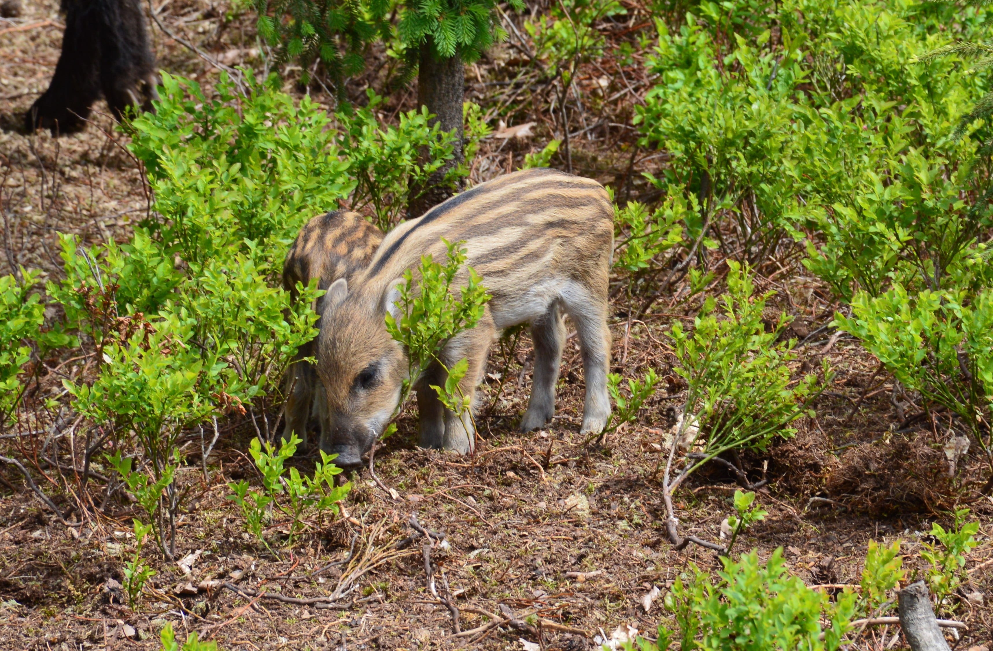 cub, female, land, animal wildlife, nature, two animals, swine, animal family, animals in the wild, brood, wild boar, no people, the critters, young animal, HD Wallpaper