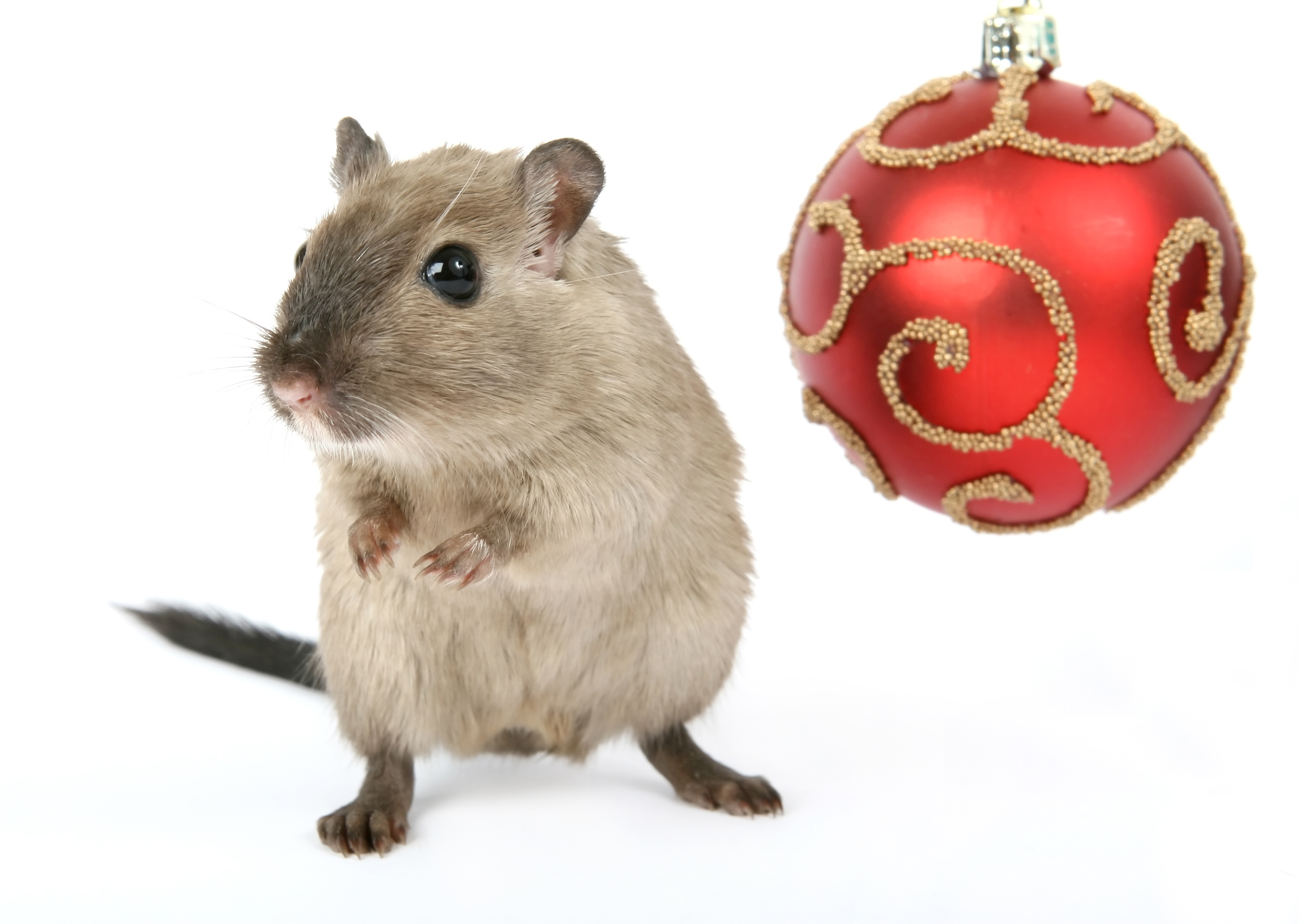 close, creature, 2K, santa, macro, female, tradition, white Background, young, holiday, animal, girl, december, celebration, critter, merry, vermin, isolated, HD Wallpaper