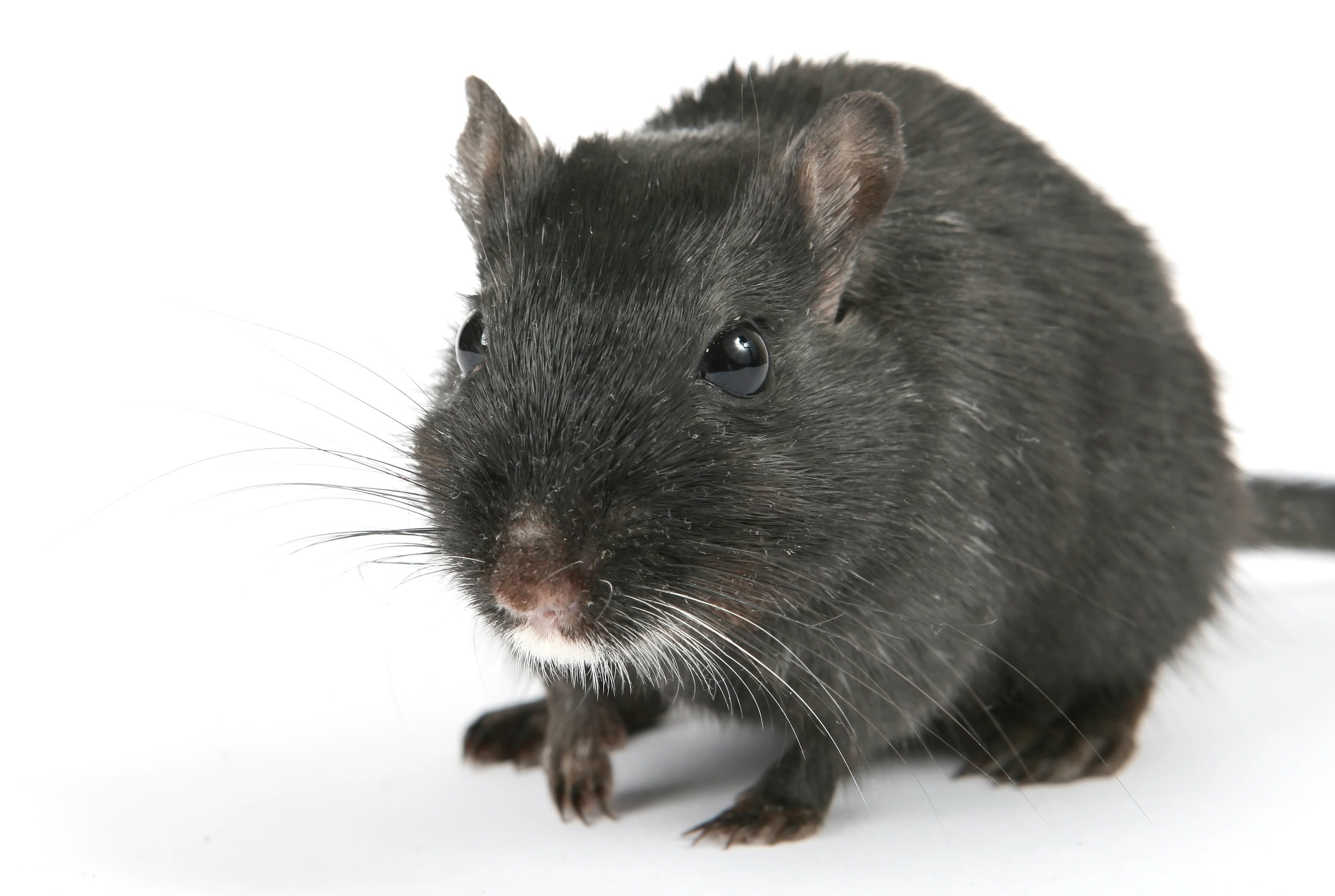 gray, vermin, tail, animal wildlife, rat, vertebrate, macro, creature, domestic, eyes, boy, critter, studio shot, hamster, small, pretty, one Animal, male, HD Wallpaper