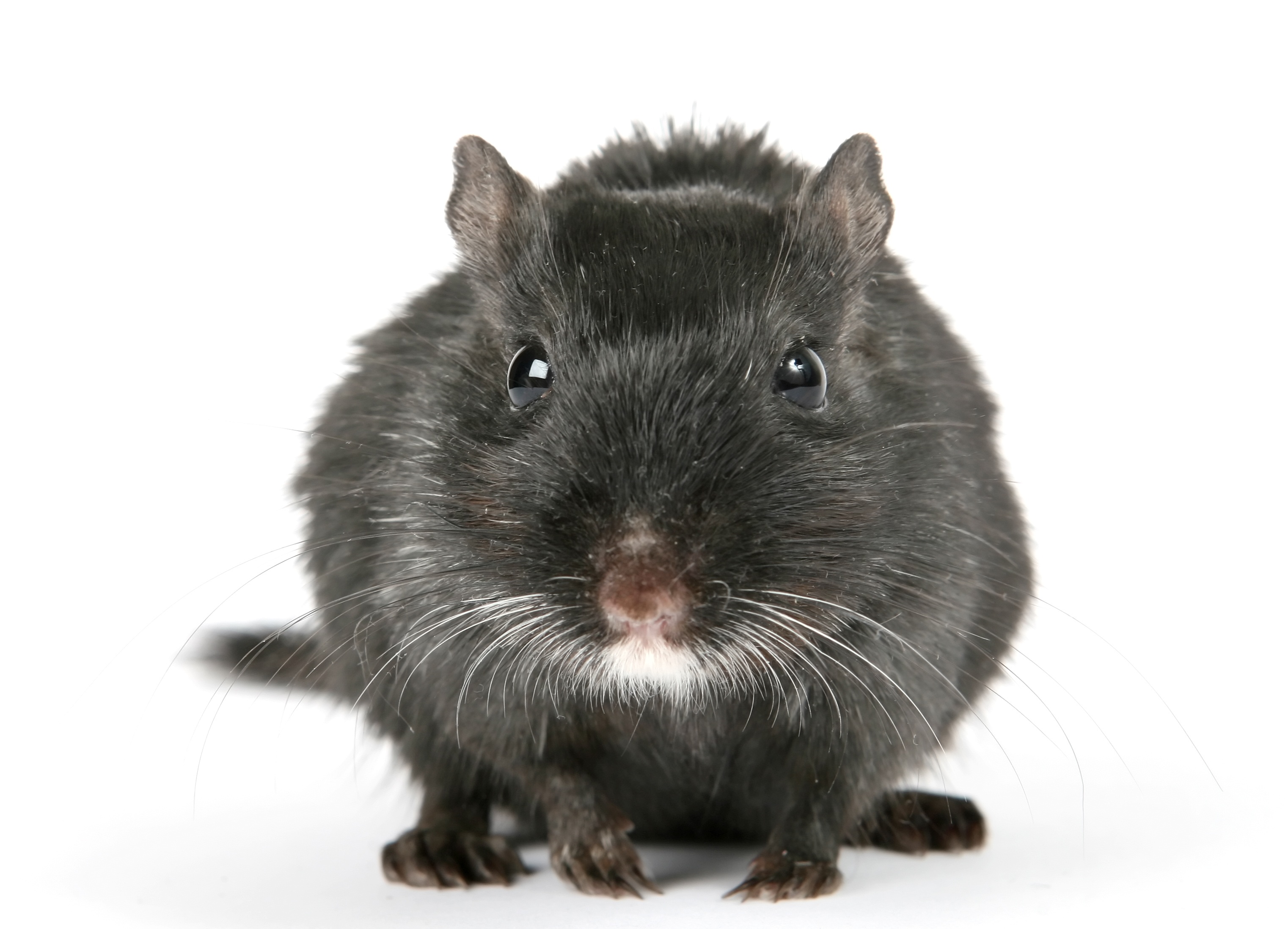 mammal, 2K, brown, pest, indoors, domestic animals, old, face, black color, no people, pretty, white background, beautiful, mouse, cute, close, attractive, HD Wallpaper