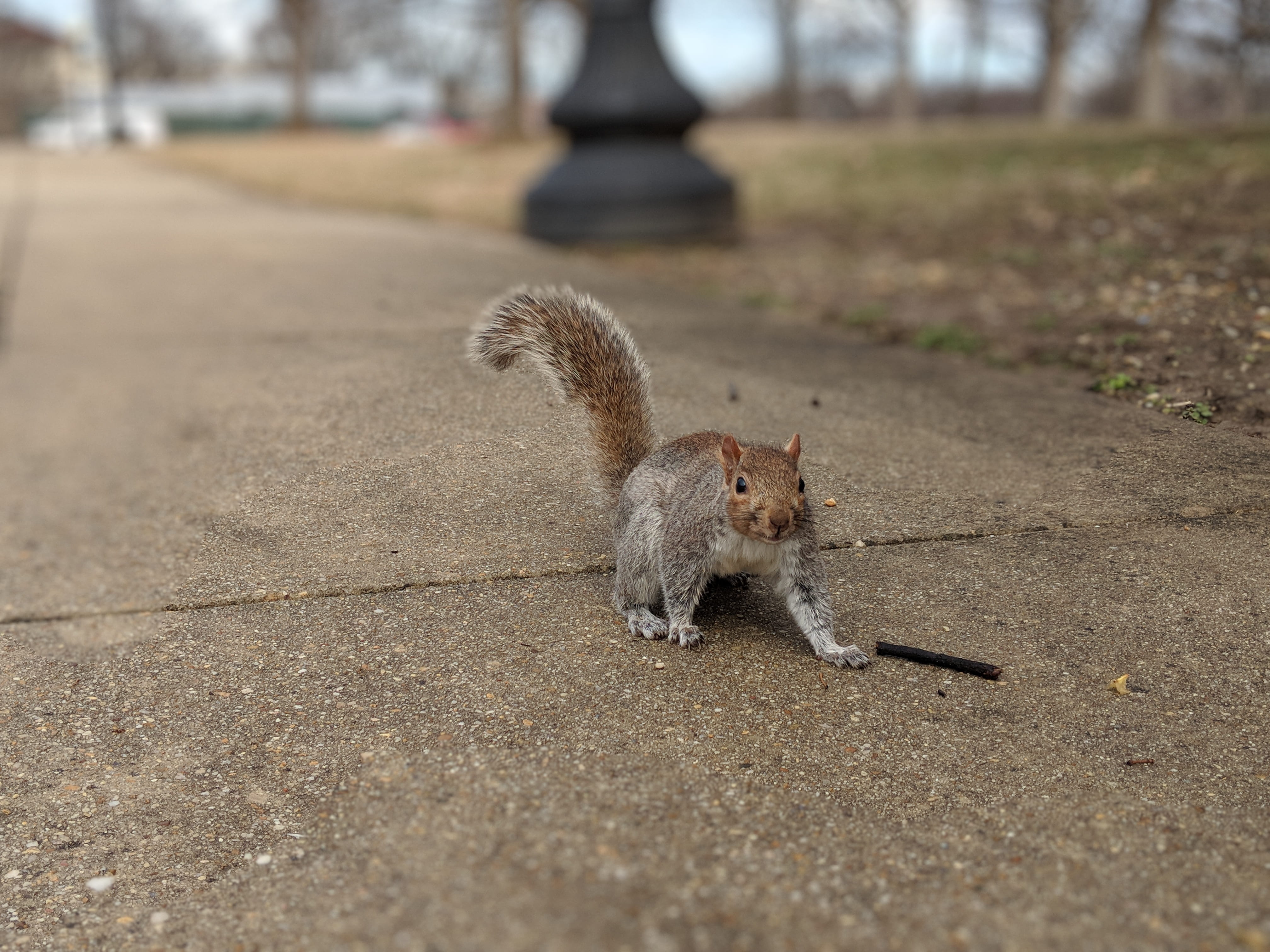 vertebrate, outdoors, nature, 4K, animal themes, squirrel, looking at camera, mammal, critter, united states, cute, day, no people, dc, front view, national mall, HD Wallpaper