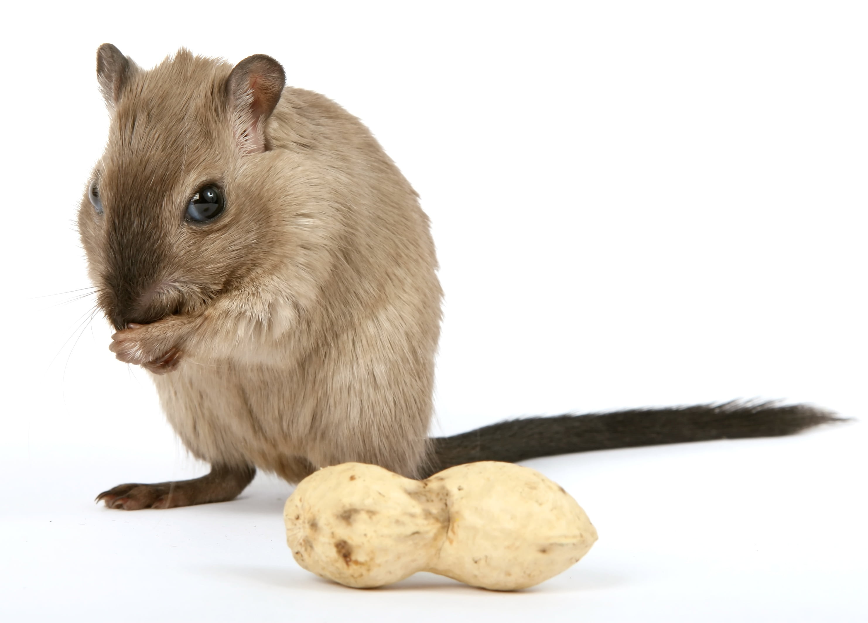 creature, mice, female, gerbil, close, pet, girl, furry, sniff, vermin, one animal, macro, food and drink, hamster, gorgeous, close-up, mouse, rodent, funny, HD Wallpaper