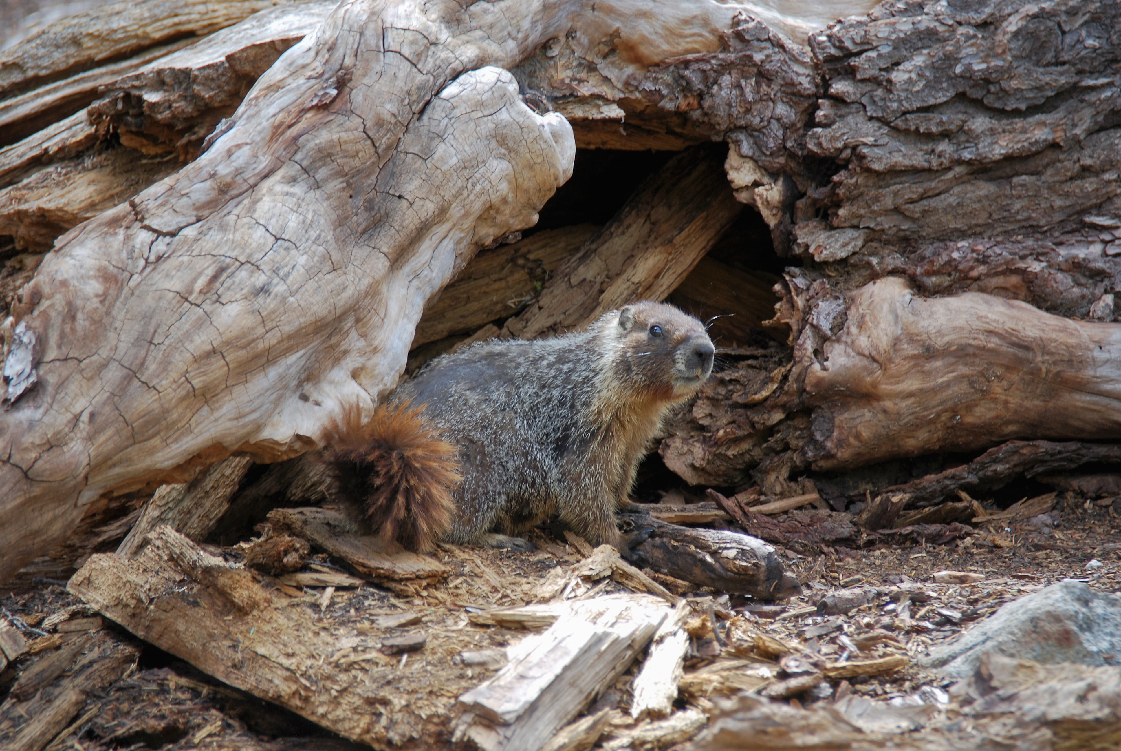wood - material, mammal, log, camouflage, nature, outdoors, hiking, tree, marmot, animal, one animal, cold boiling lake, cute, rock, timber, day, animal wildlife, HD Wallpaper