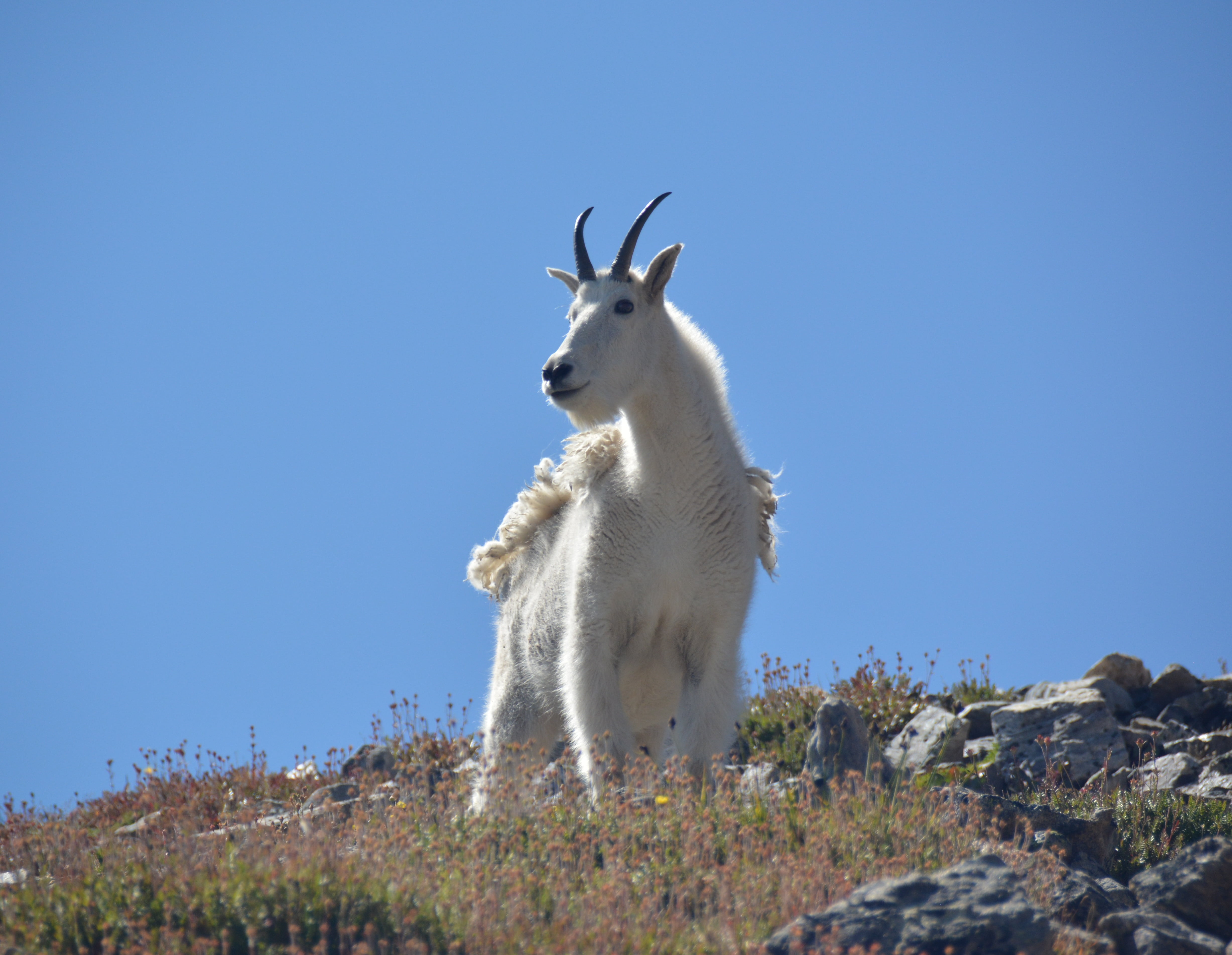 blue, wool, altitude, cold, colorado, standing, one animal, critter, climb, rock - object, animal, rock, vertebrate, outdoors, fur, wildlife, land, no people, HD Wallpaper