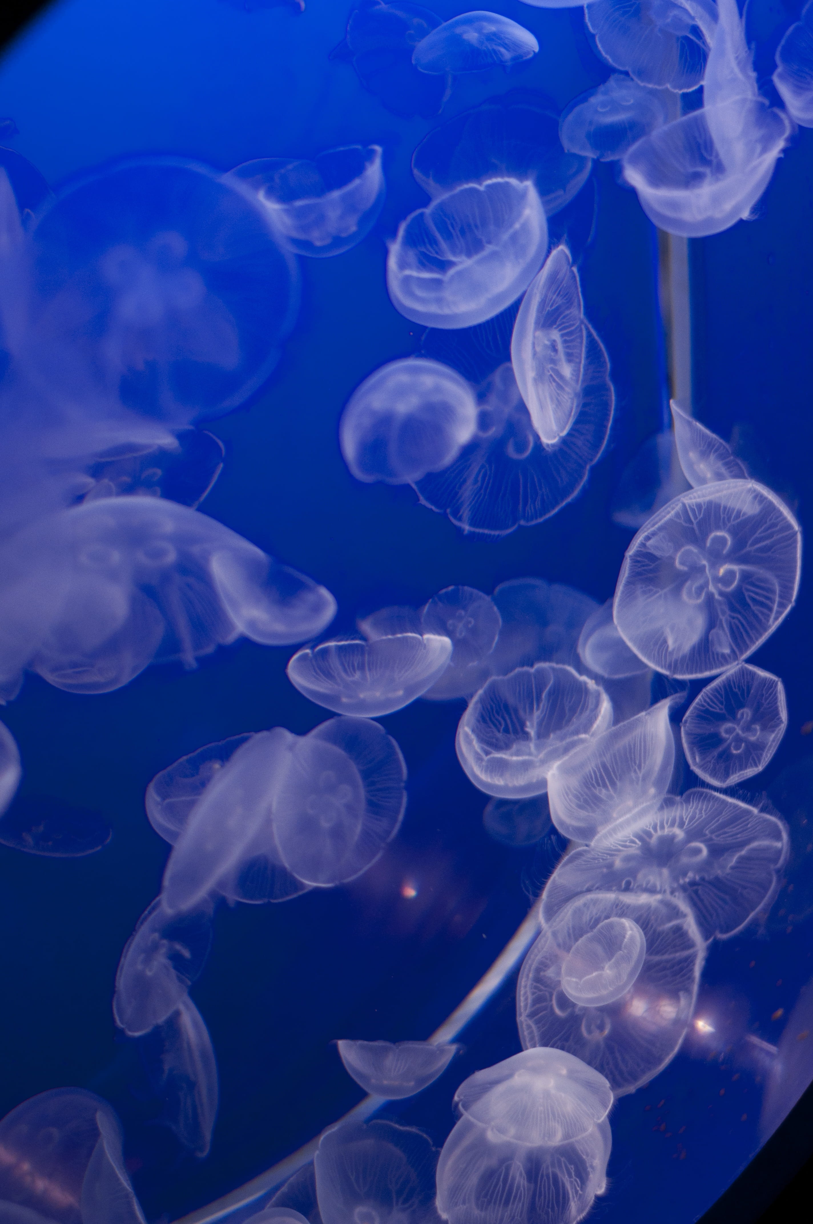 saltwater, sea life, tentacle, animal themes, jelly, floating on water, aquatic, wildlife, animal wildlife, jelly fish, tropical, exotic, marine, sting, Phone HD Wallpaper