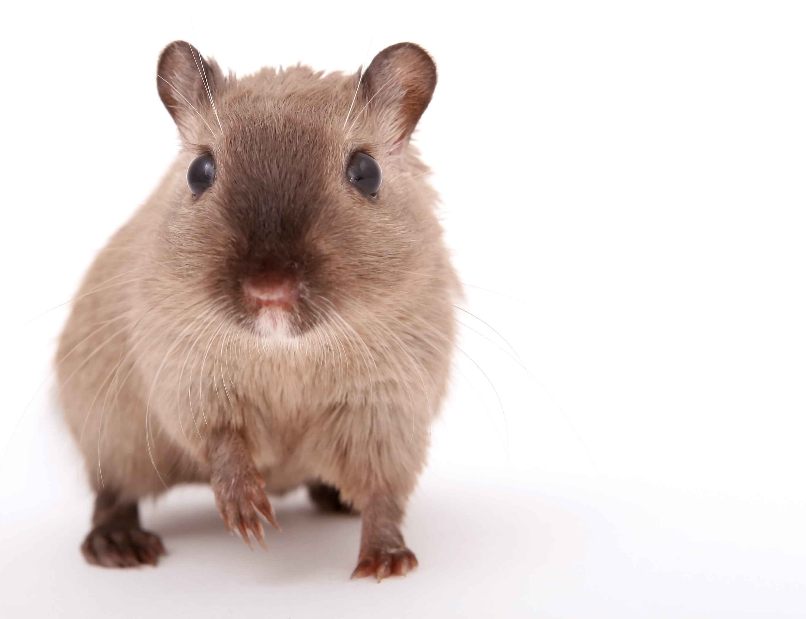2K, hamster, creature, ears, lovely, furry, funny, male, up, rodent, vermin, nose, domestic animals, hairs, indoors, brown, mammal, closeup, pet, sniff, HD Wallpaper