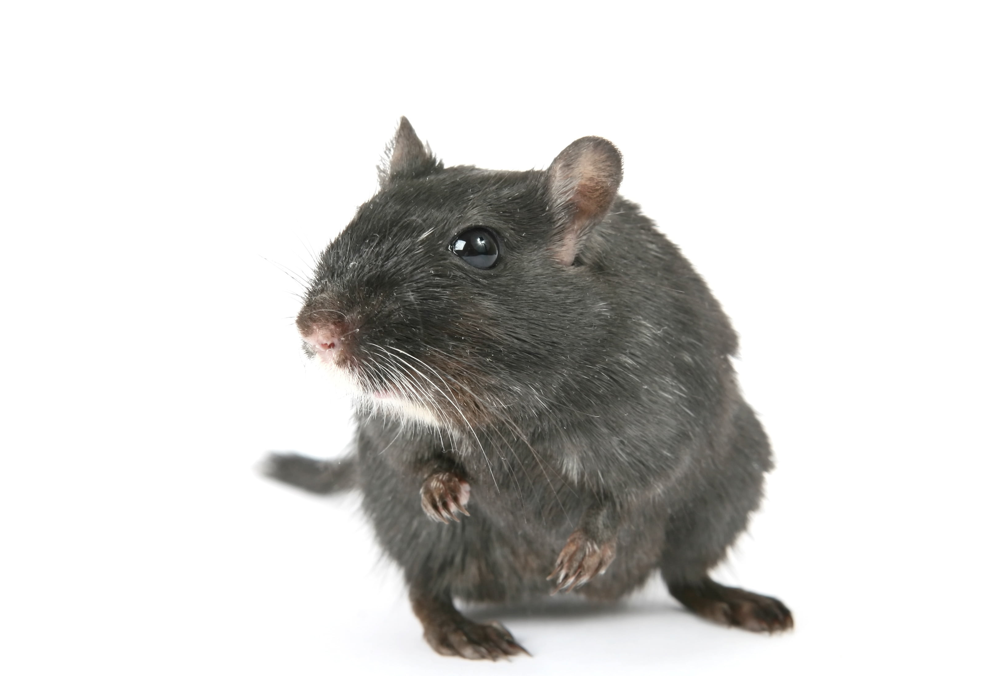 cut out, pretty, no people, cute, pet, pets, vermin, whiskers, macro, hairs, attractive, hamster, black, male, mice, closeup, face, gerbil, pest, animal themes, HD Wallpaper